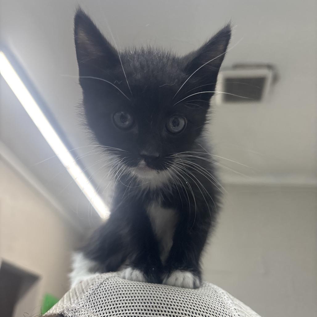 Past, a Adoptable Domestic Short Hair in Clanton, AL image 1/2