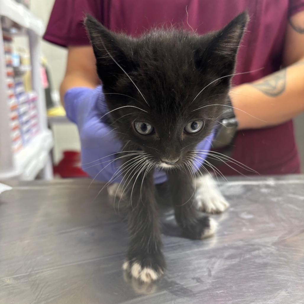 Past, a Adoptable Domestic Short Hair in Clanton, AL image 2/2