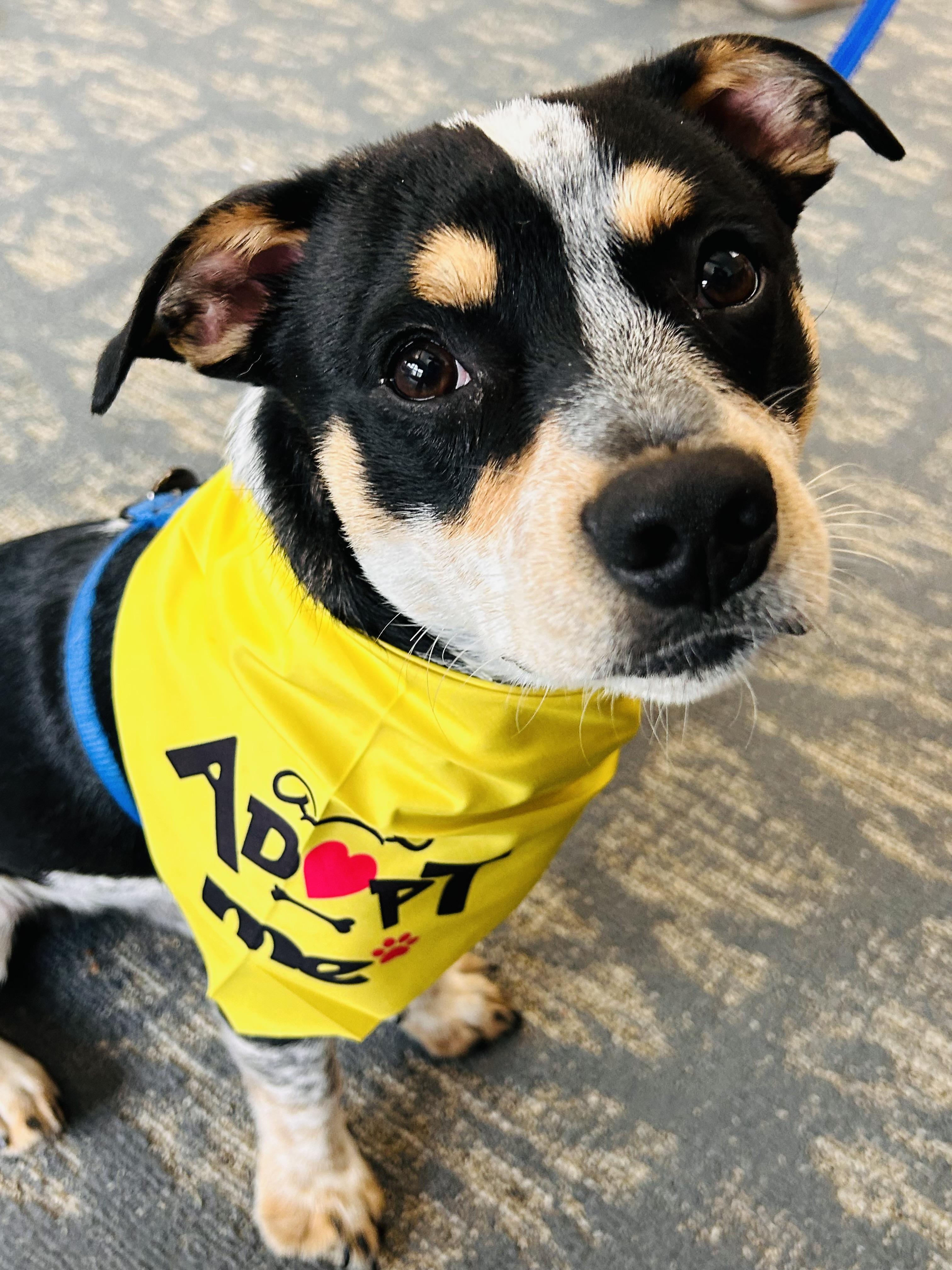 Rubble, Adoptable, Puppy Male Mixed Breed.