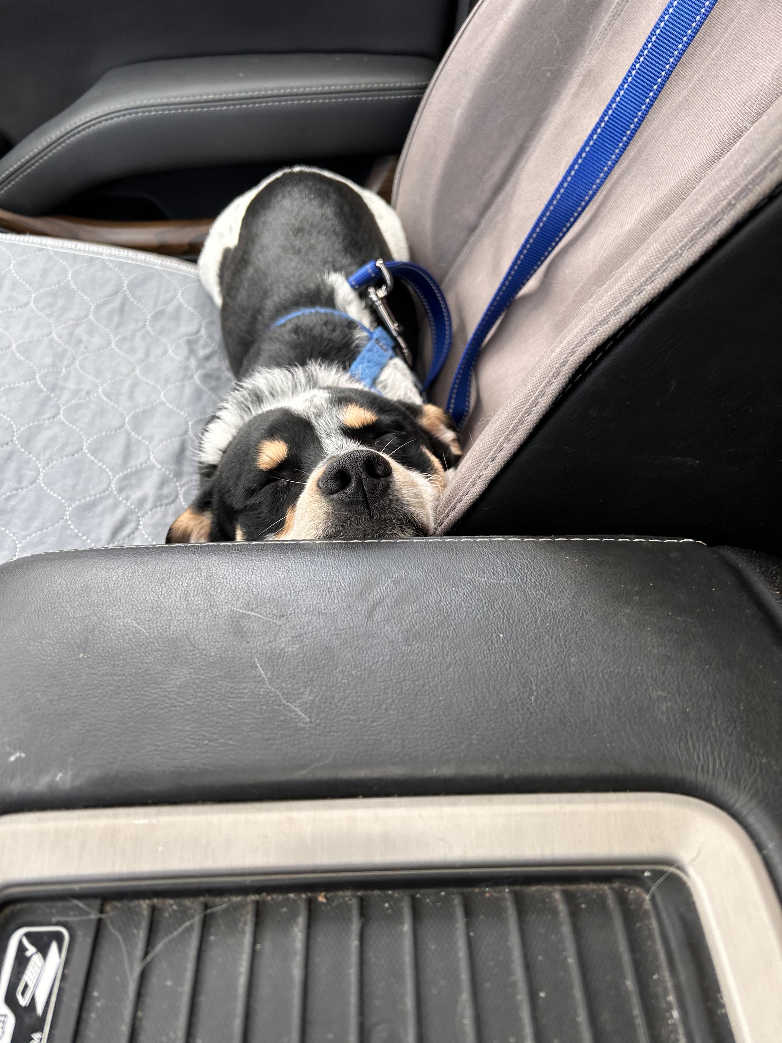 Enlarge Rubble, a Adoptable mixed breed in Salem, OR image 6/6