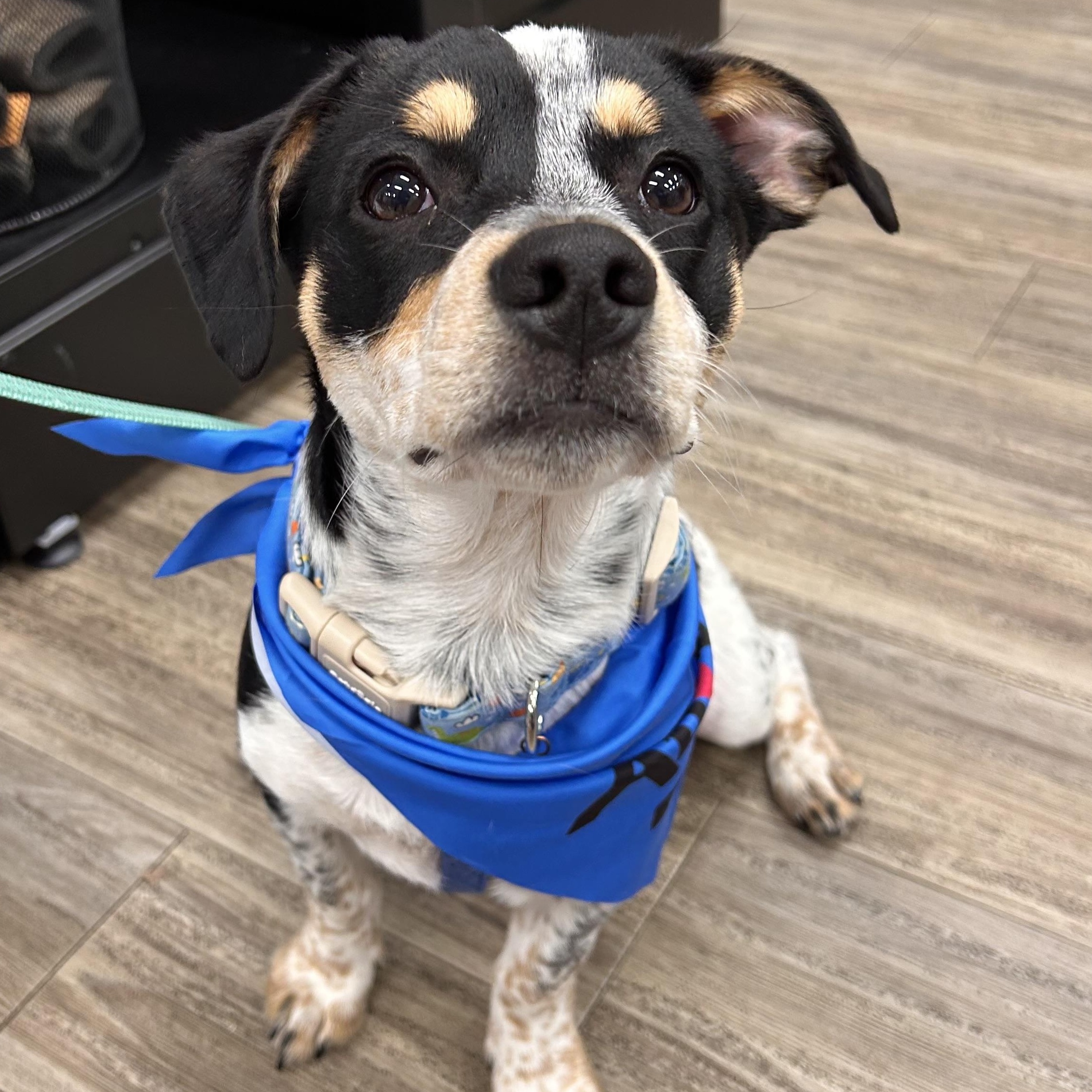 Enlarge Rubble, a Adoptable mixed breed in Salem, OR image 2/6