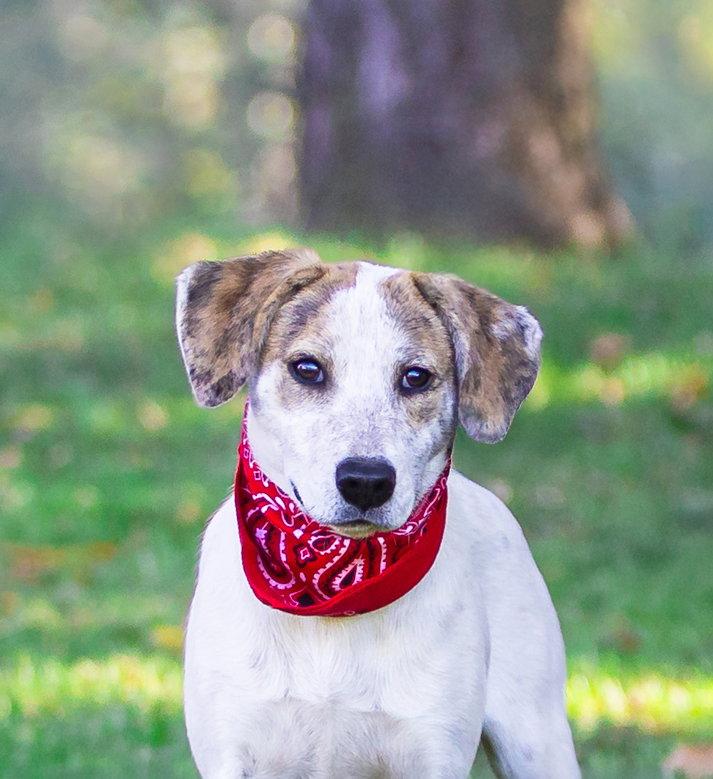 Hound Mix Pups Boys, Adoptable, Young Male Plott Hound & Cattle Dog.