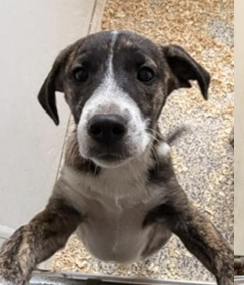 Hound Mix Pups Boys, Adoptable, Young Male Plott Hound & Cattle Dog.