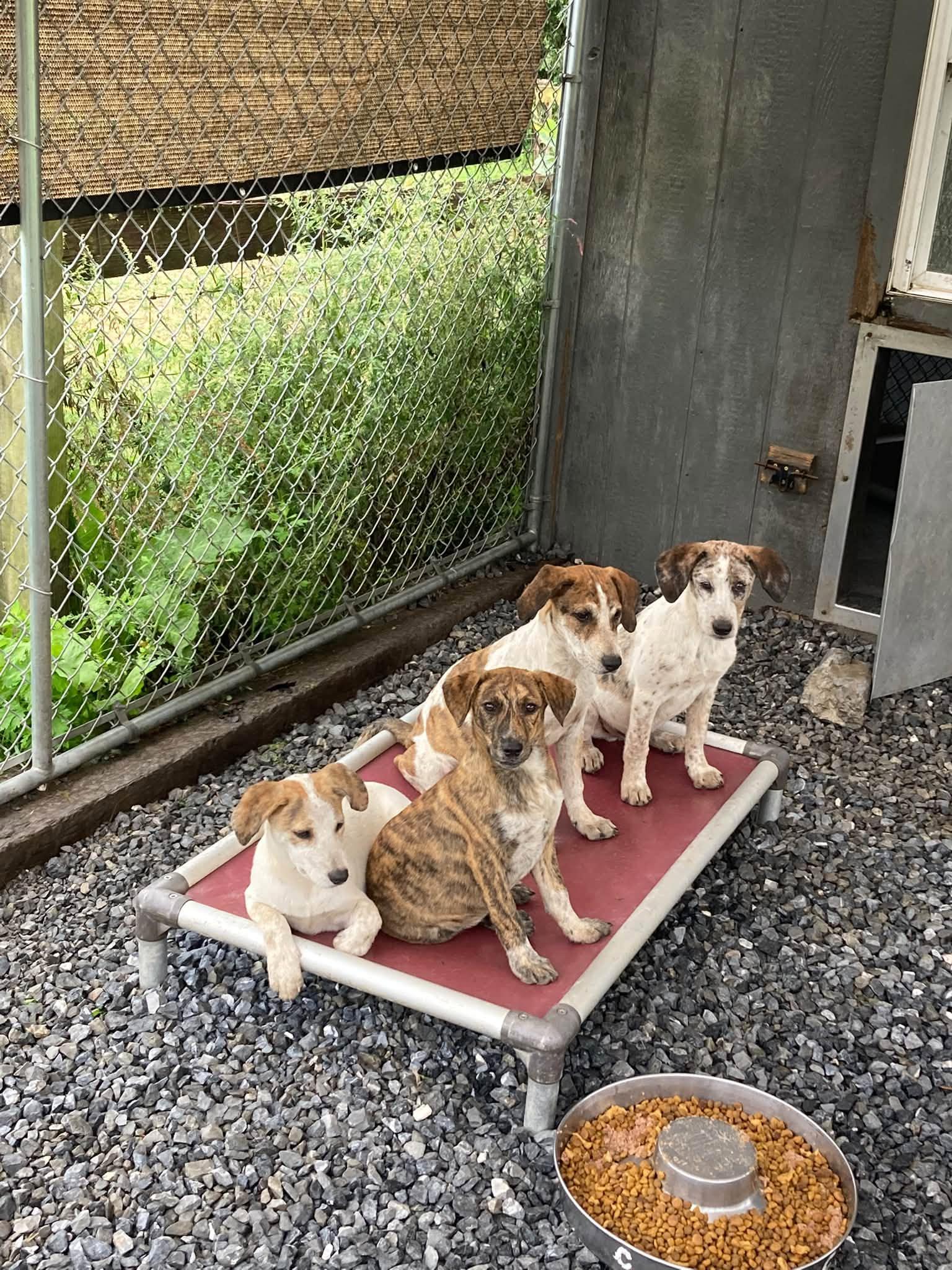 Enlarge Hound Mix Pups Boys, a Adoptable mixed breed in Coatesville, PA image 2/3