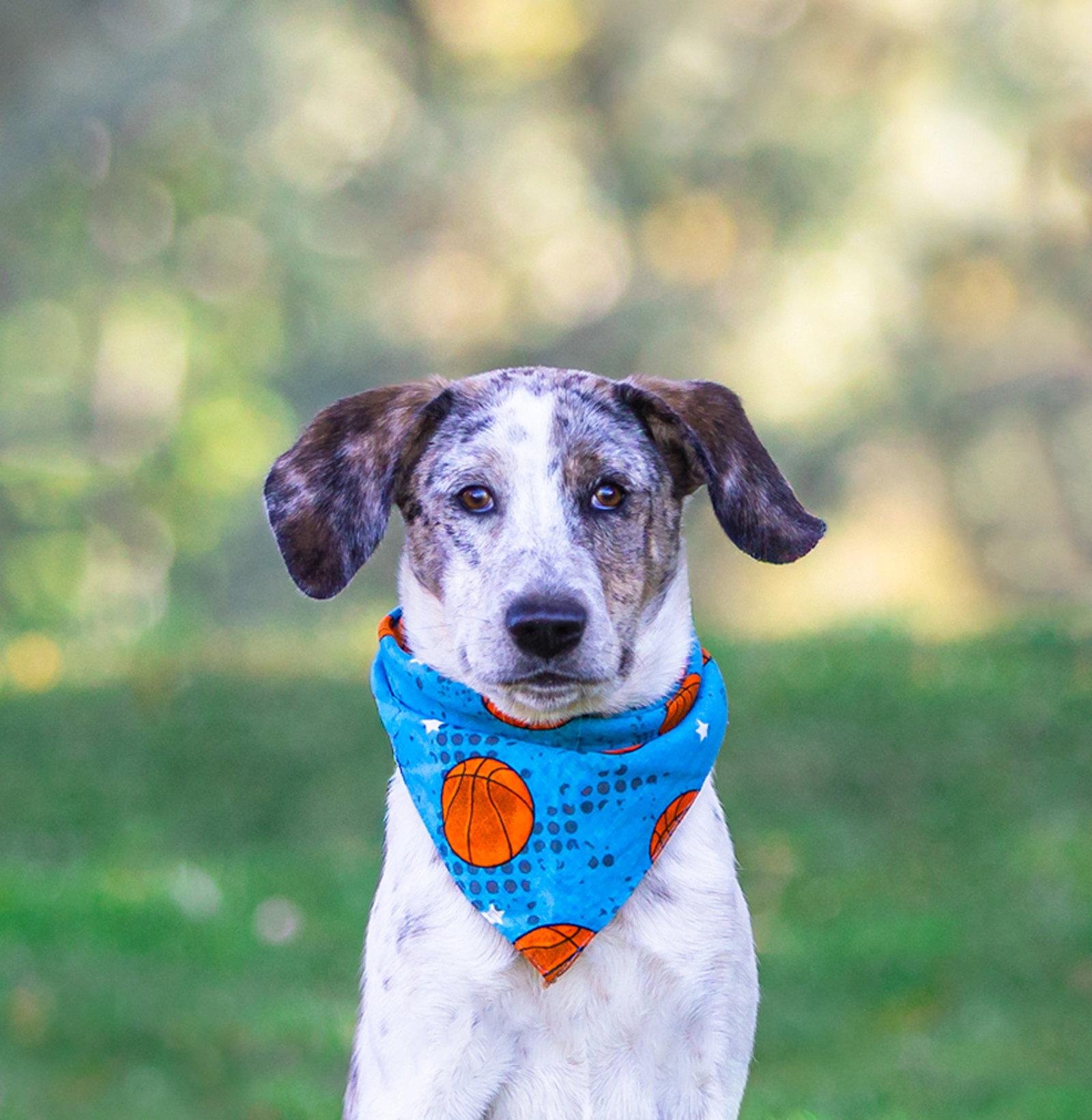 Enlarge Hound Mix Pups Boys, a Adoptable mixed breed in Coatesville, PA image 2/3