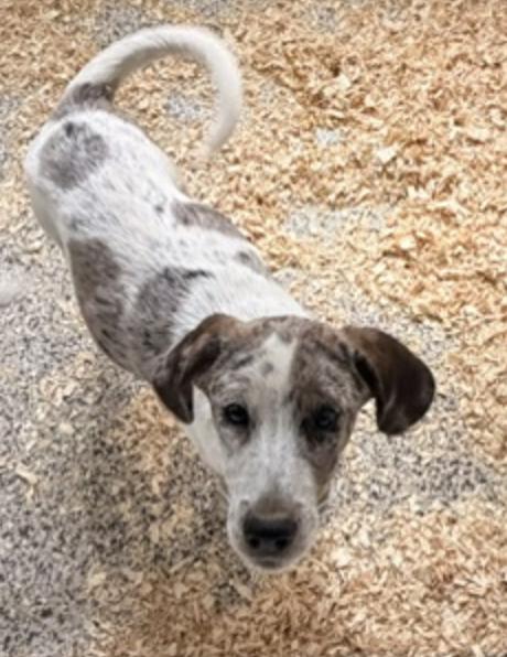 Enlarge Hound Mix Pups Boys, a Adoptable mixed breed in Coatesville, PA image 3/3