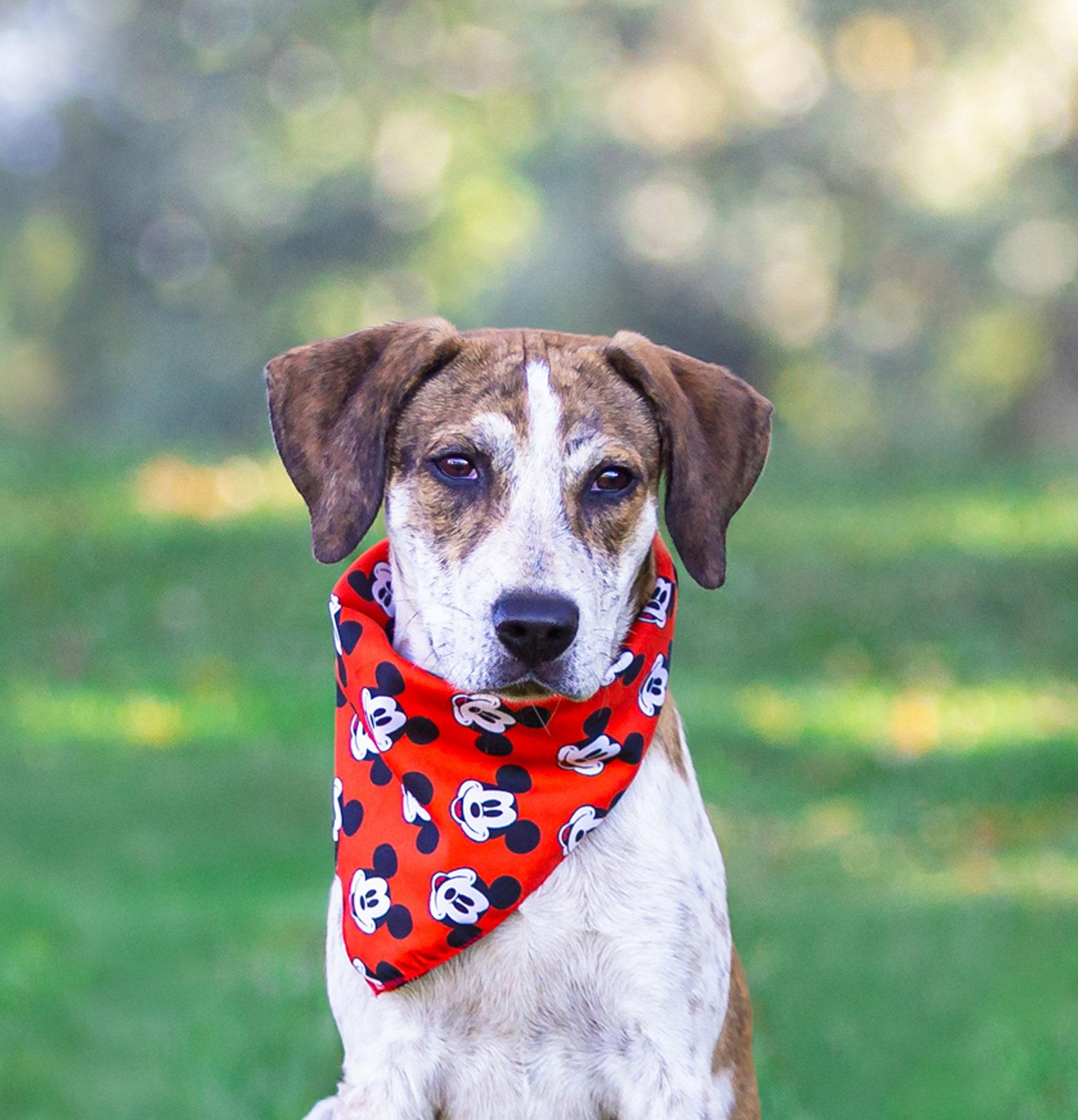 Enlarge Hound Mix Pups Boys, a Adoptable mixed breed in Coatesville, PA image 3/3