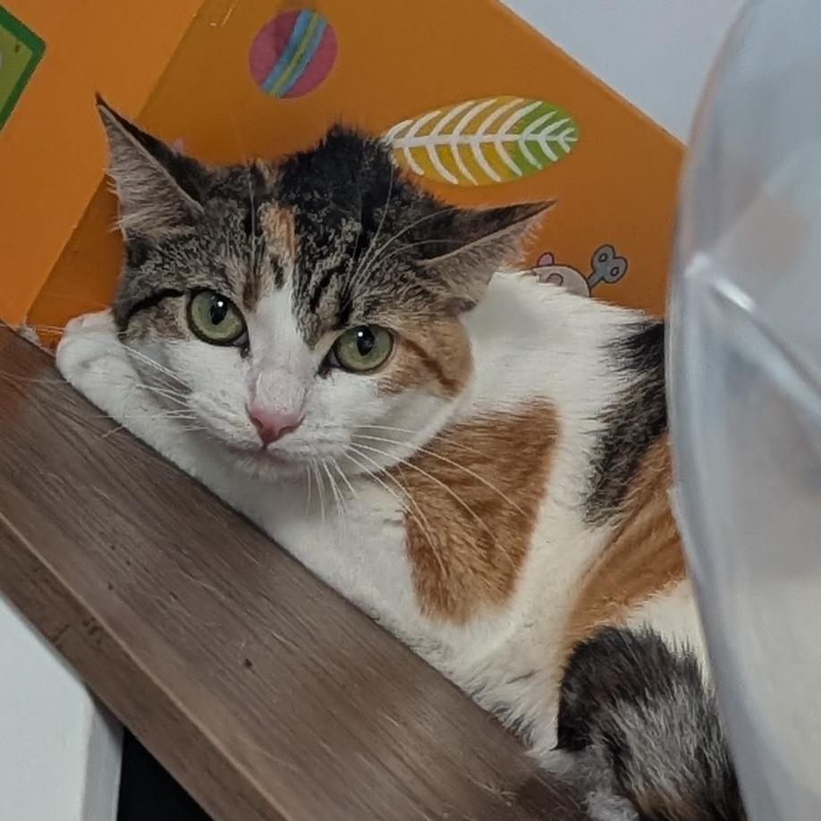Flakes, Adoptable, Young Female Domestic Short Hair.