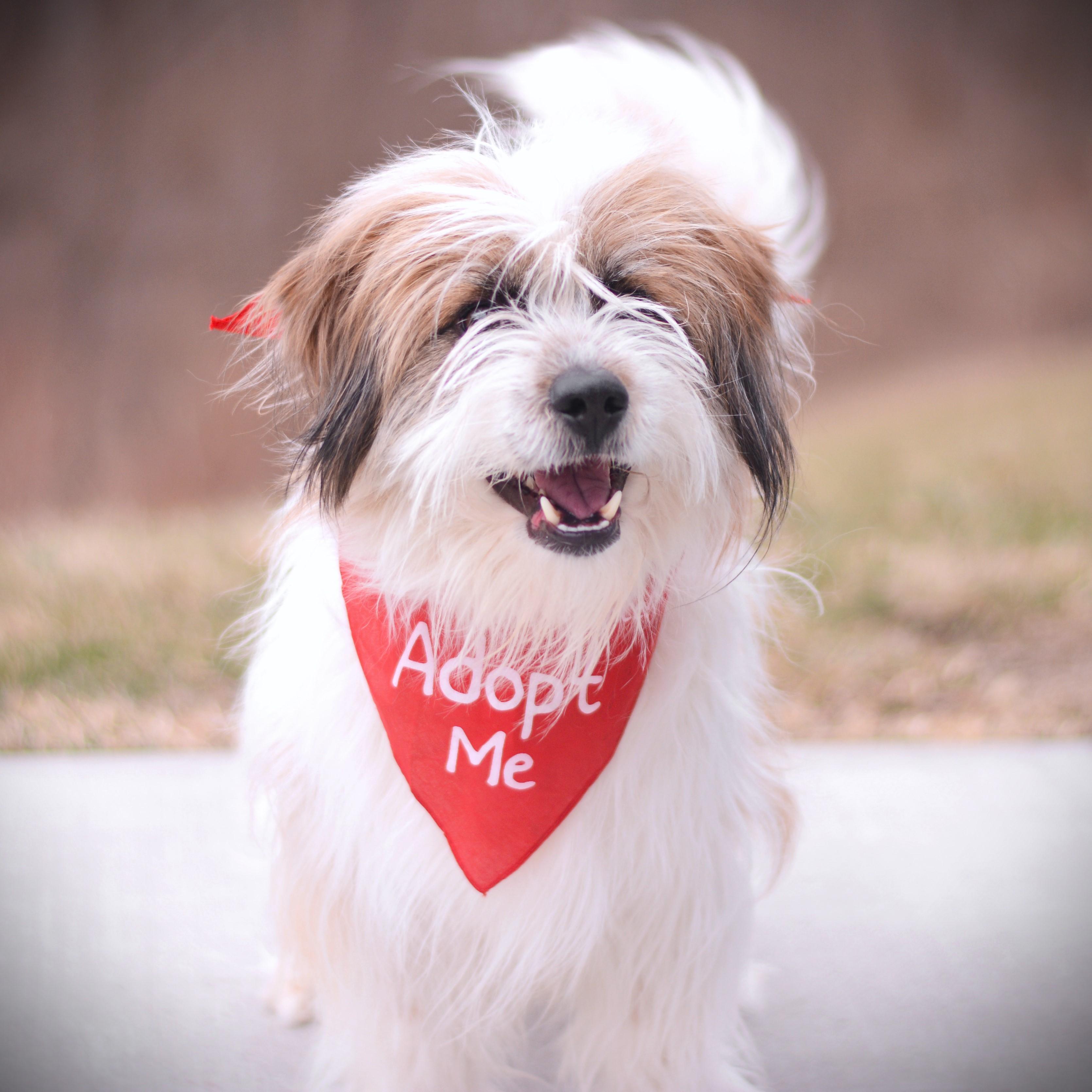 Enlarge Kash, an adopted mixed breed in Amsterdam, NY image 2/3