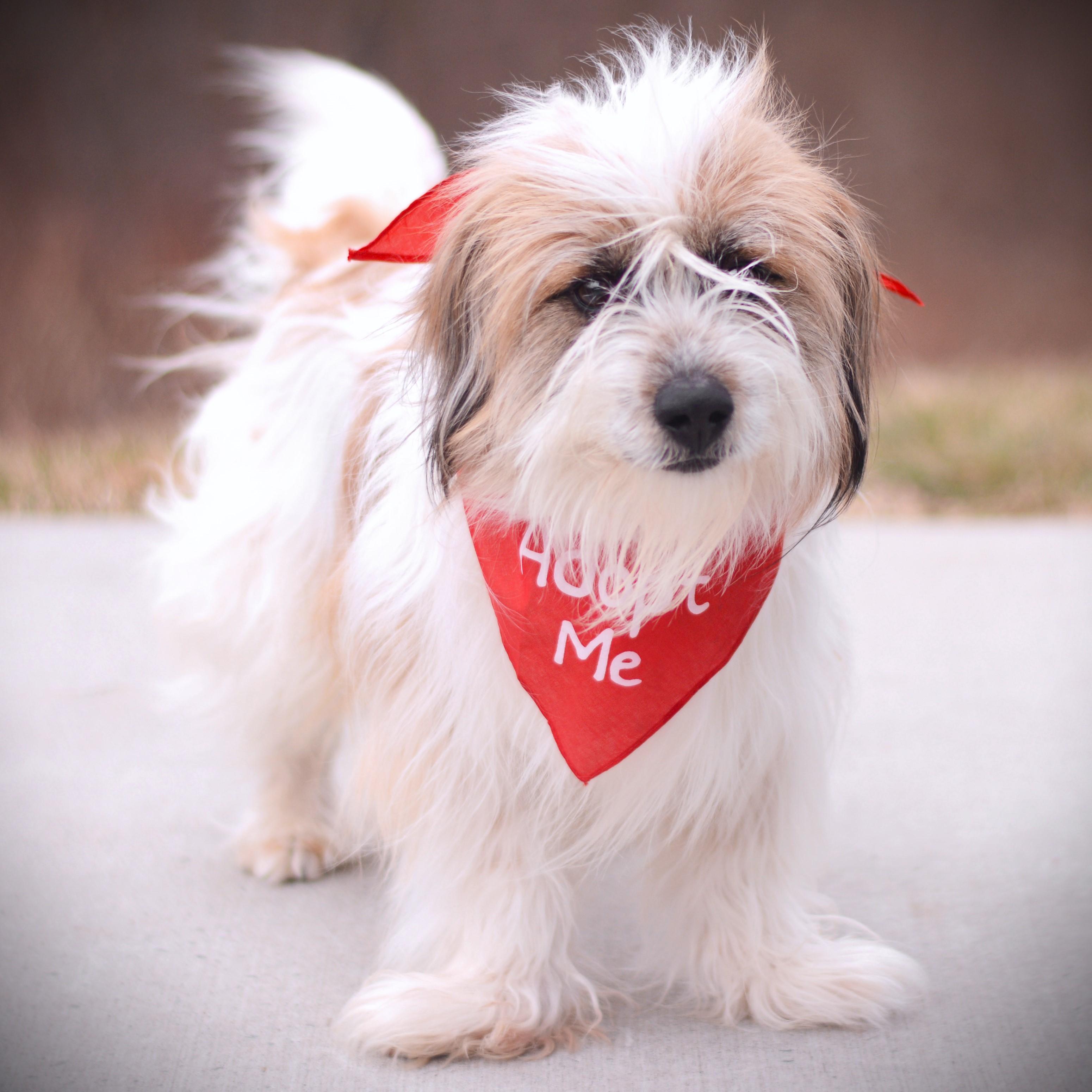 Enlarge Kash, an adopted mixed breed in Amsterdam, NY image 3/3