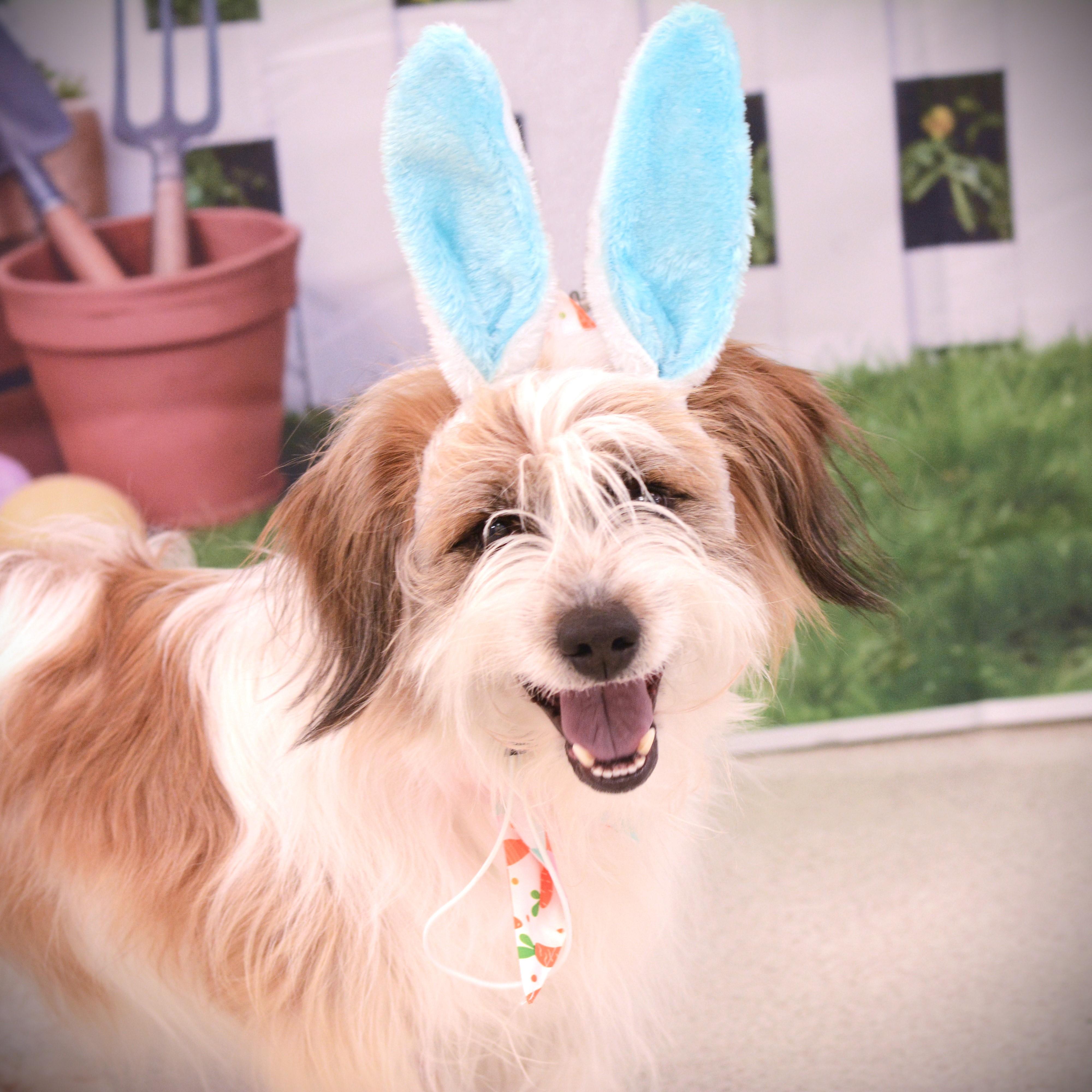 Kash, adopted, Adult Male Havanese.