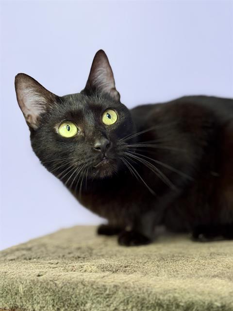 Enlarge SOLARA, a Adoptable mixed breed in Fort Walton Beach, FL image 1/1