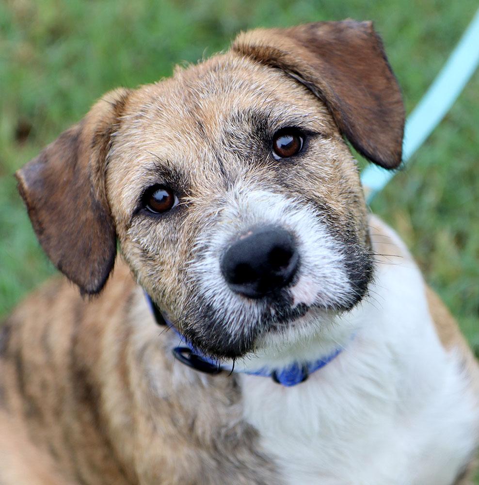 Elmer Fudd (AO37711), Adoptable, Young Male Wirehaired Terrier.