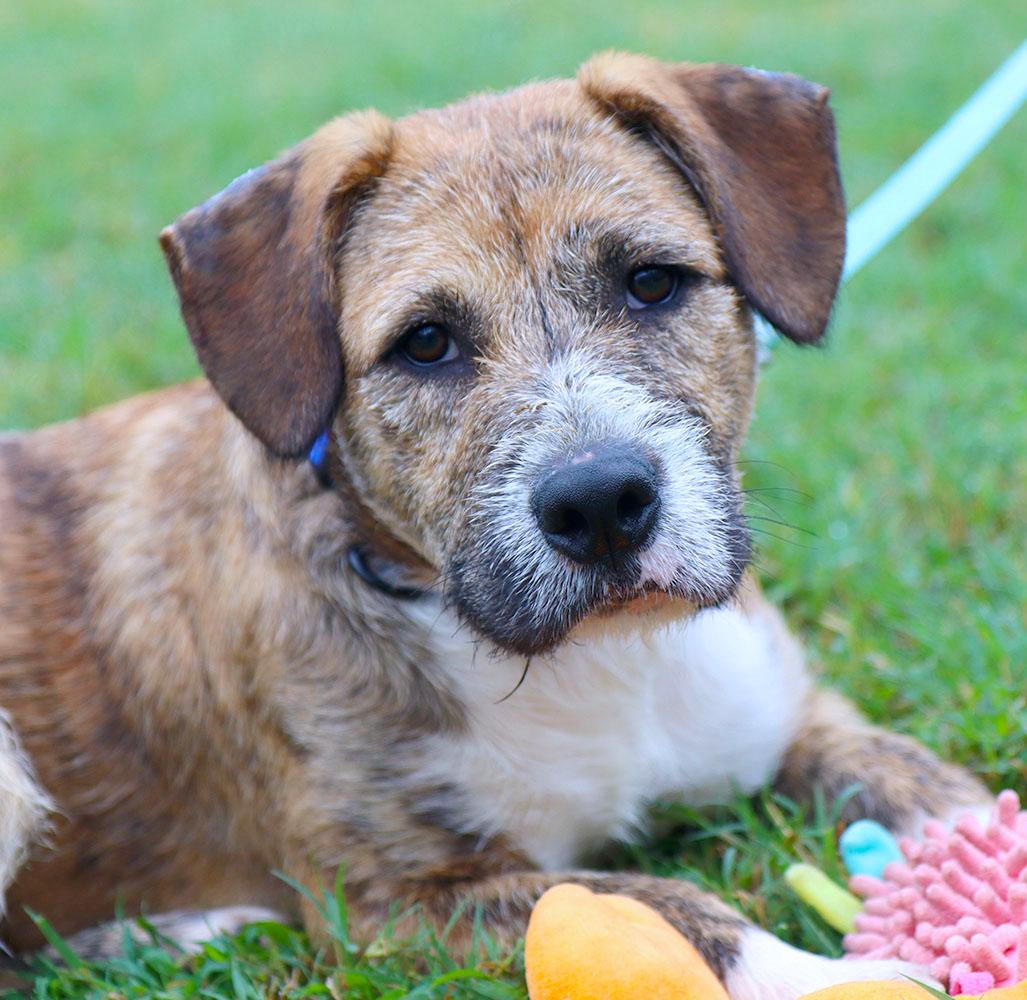Enlarge Elmer Fudd (AO37711), a Adoptable mixed breed in Kansas City, KS image 4/6