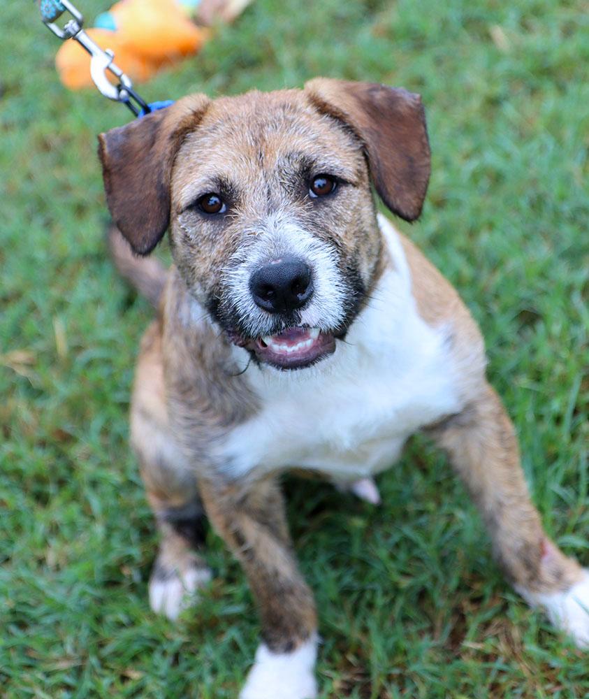 Enlarge Elmer Fudd (AO37711), a Adoptable mixed breed in Kansas City, KS image 5/6