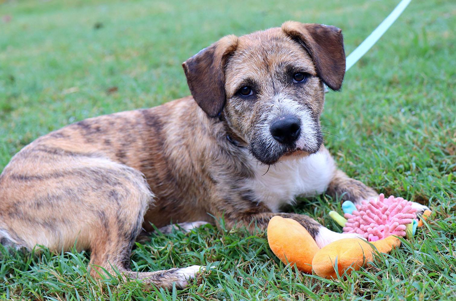 Enlarge Elmer Fudd (AO37711), a Adoptable mixed breed in Kansas City, KS image 2/6