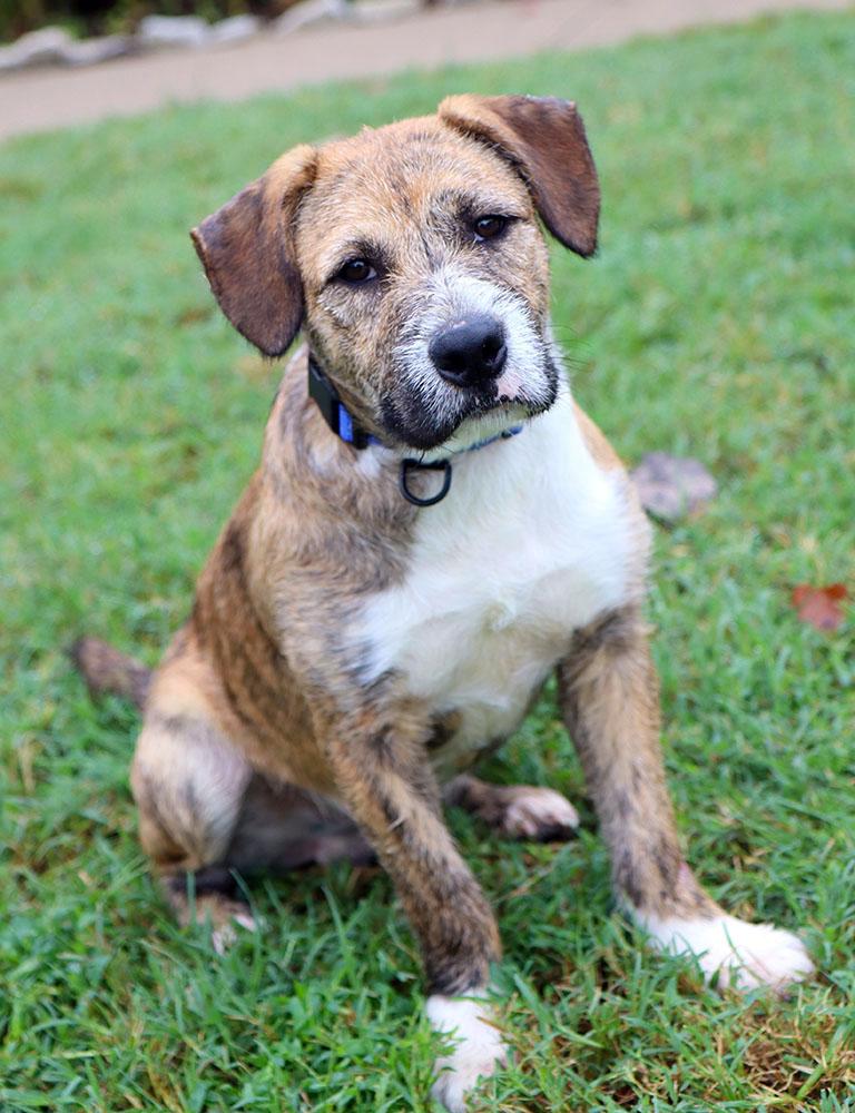 Enlarge Elmer Fudd (AO37711), a Adoptable mixed breed in Kansas City, KS image 6/6
