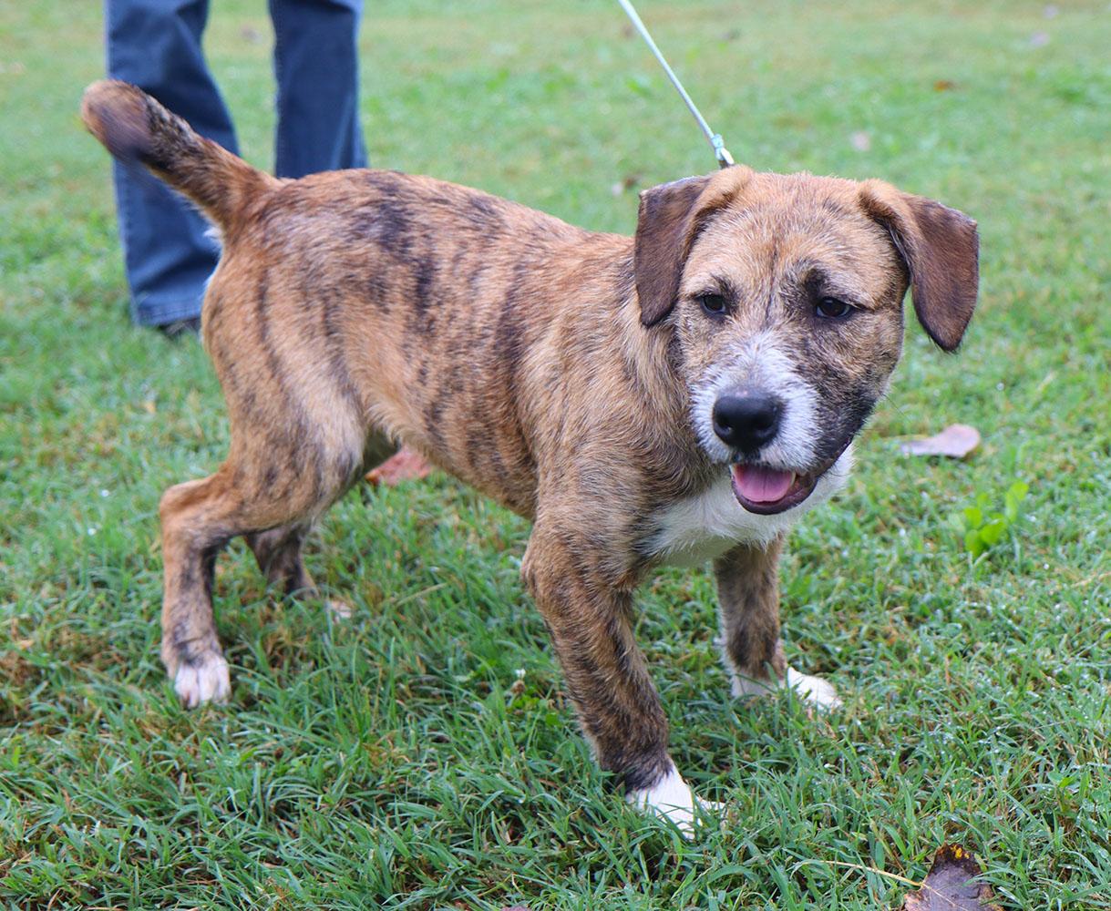 Enlarge Elmer Fudd (AO37711), a Adoptable mixed breed in Kansas City, KS image 3/6