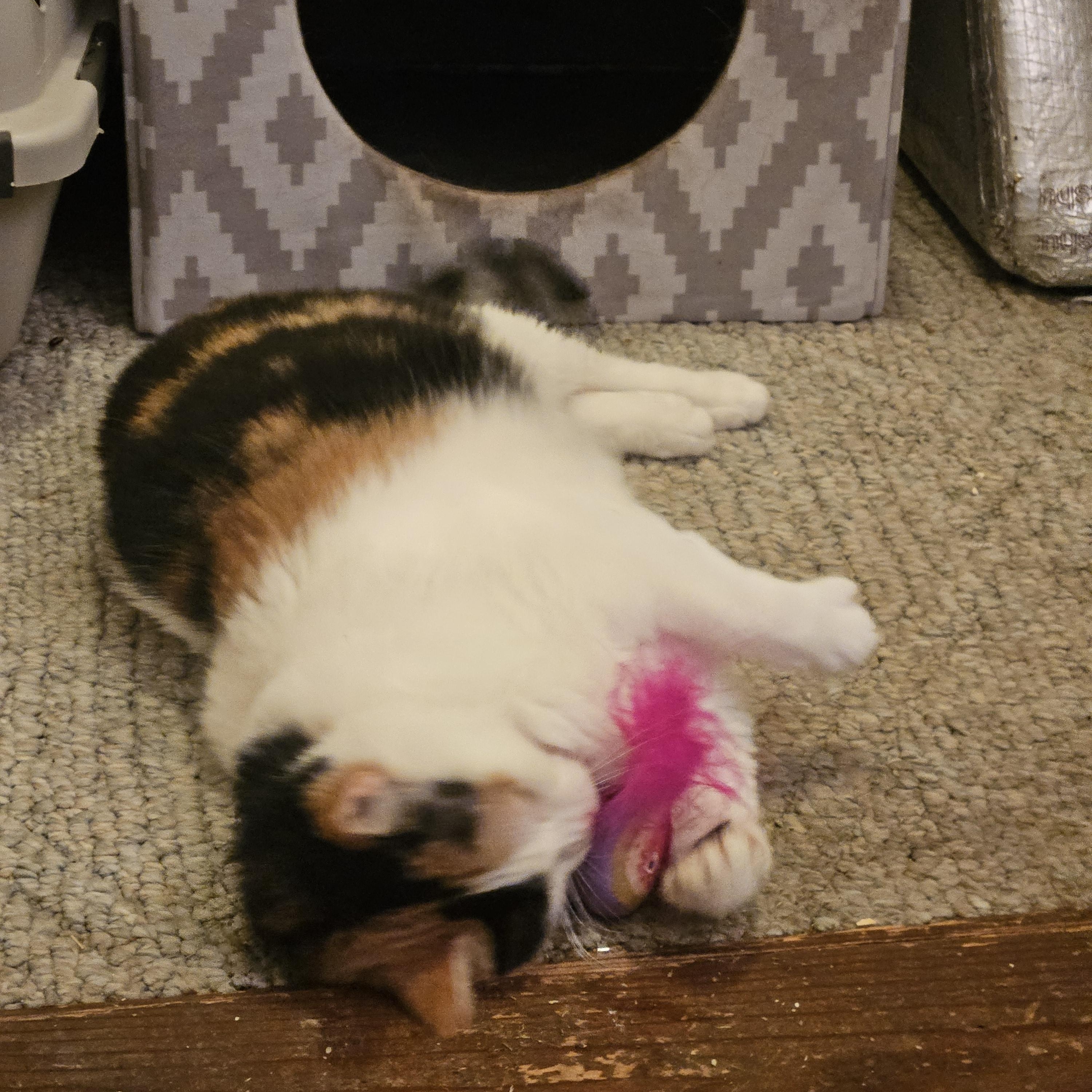 Katrina, a Adoptable Domestic Short Hair in Orlando, FL image 1/5