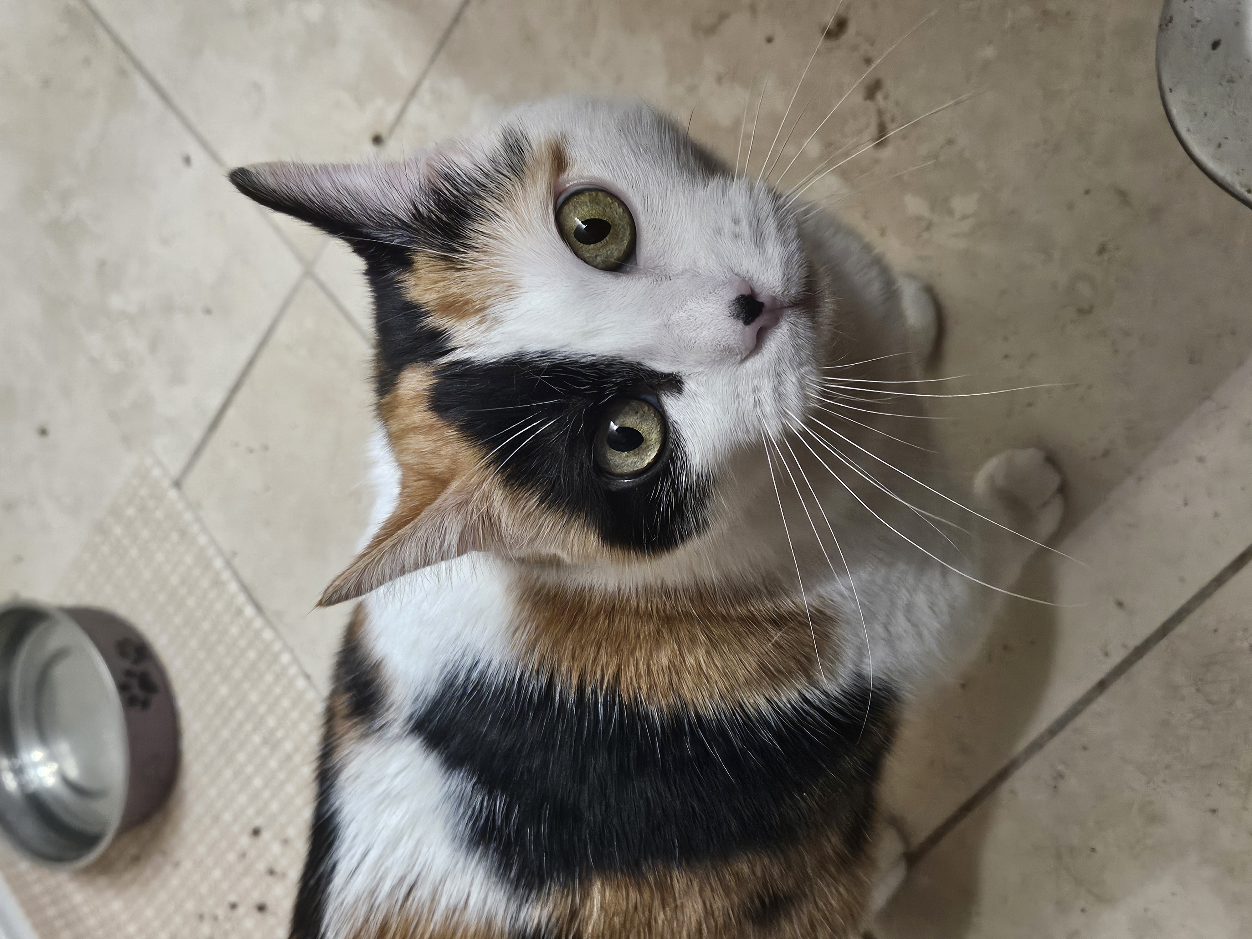 Katrina, a Adoptable Domestic Short Hair in Orlando, FL image 3/3