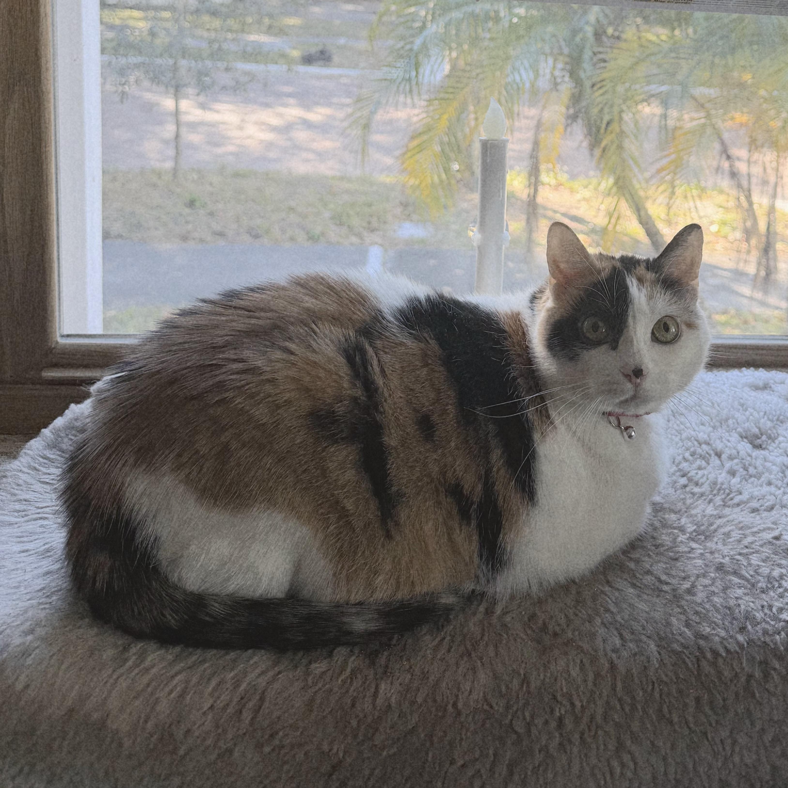 Katrina, a Adoptable Domestic Short Hair in Orlando, FL image 1/6