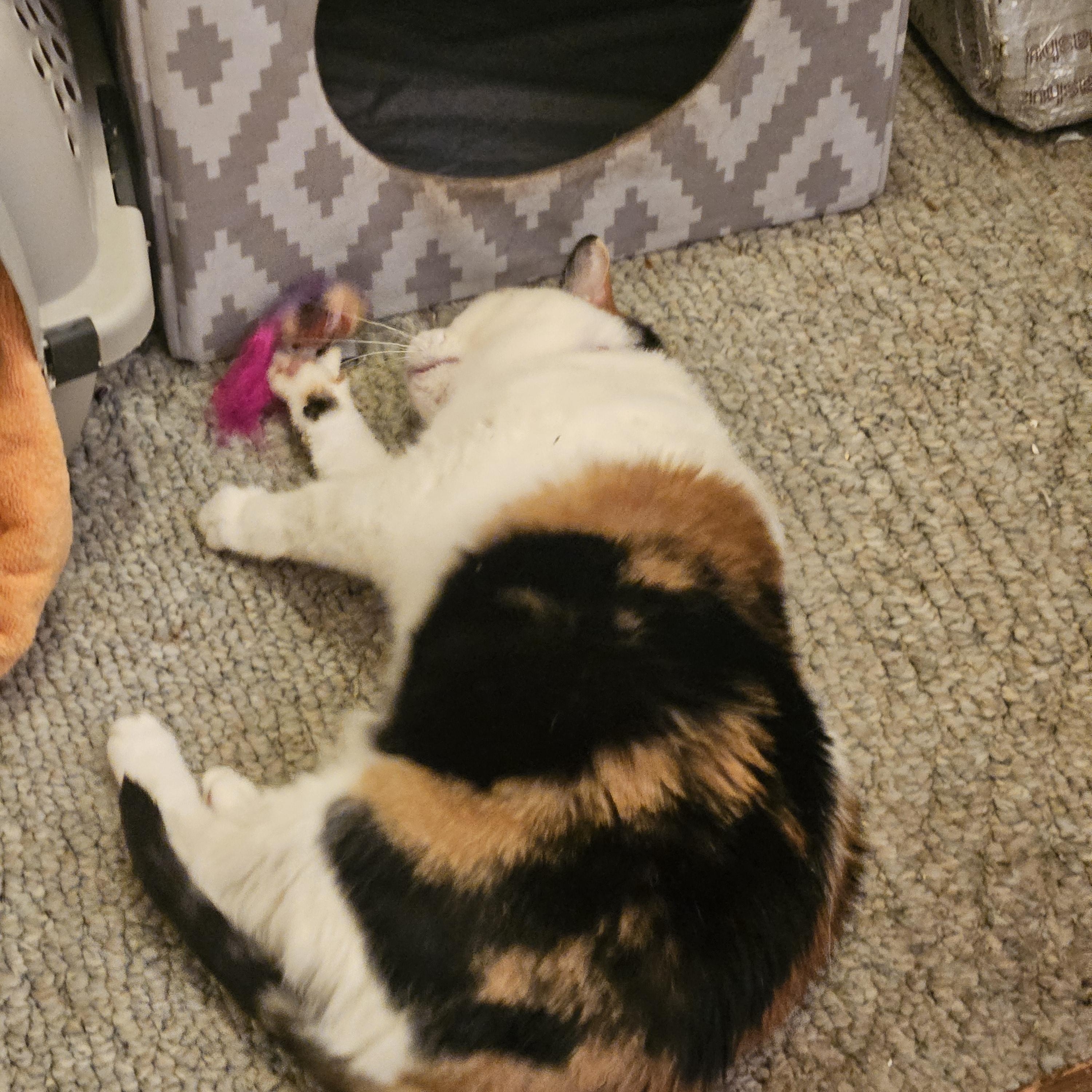 Katrina, a Adoptable Domestic Short Hair in Orlando, FL image 4/5