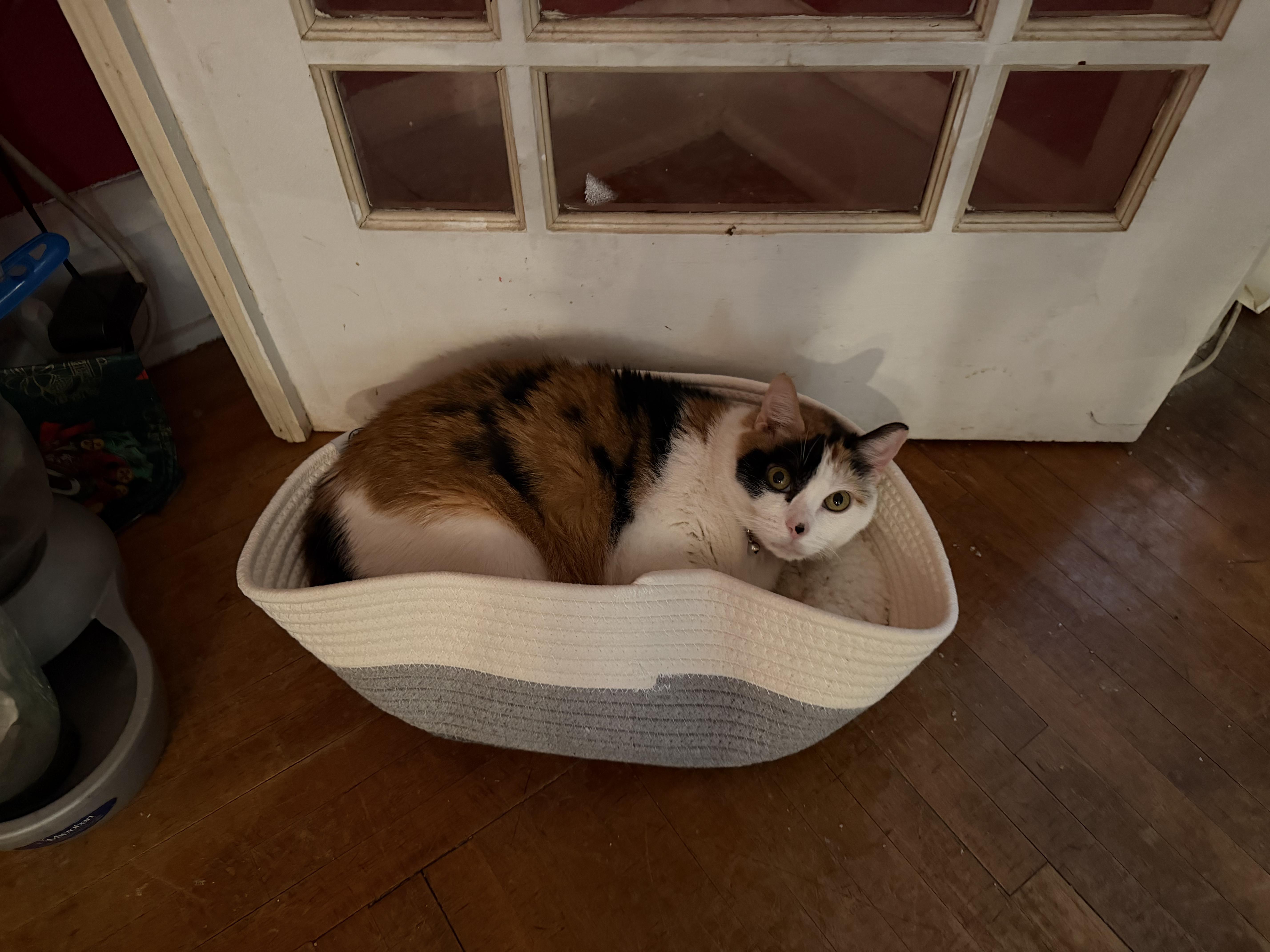 Katrina, a Adoptable Domestic Short Hair in Orlando, FL image 6/6