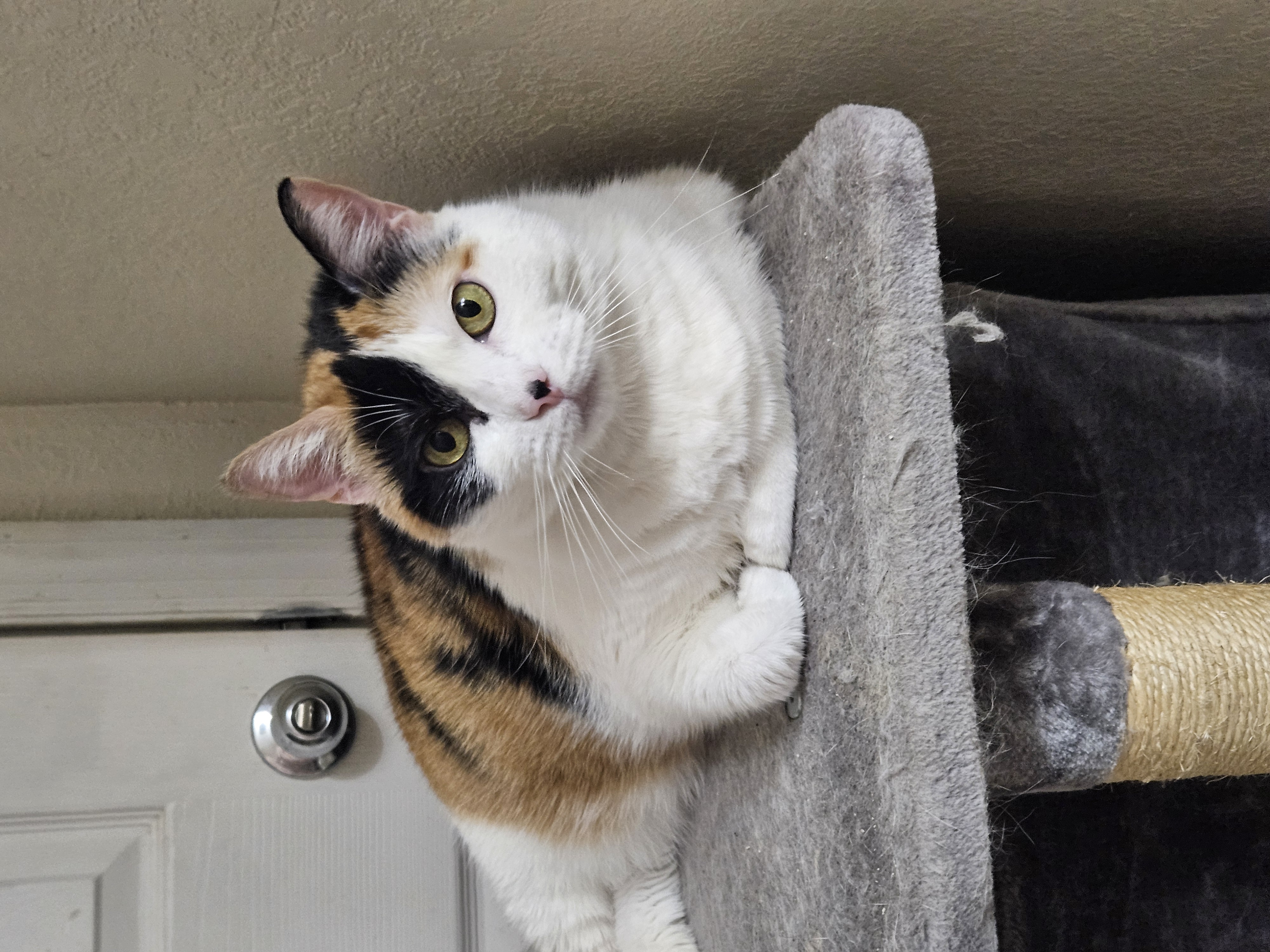 Katrina, a Adoptable Domestic Short Hair in Orlando, FL image 1/3