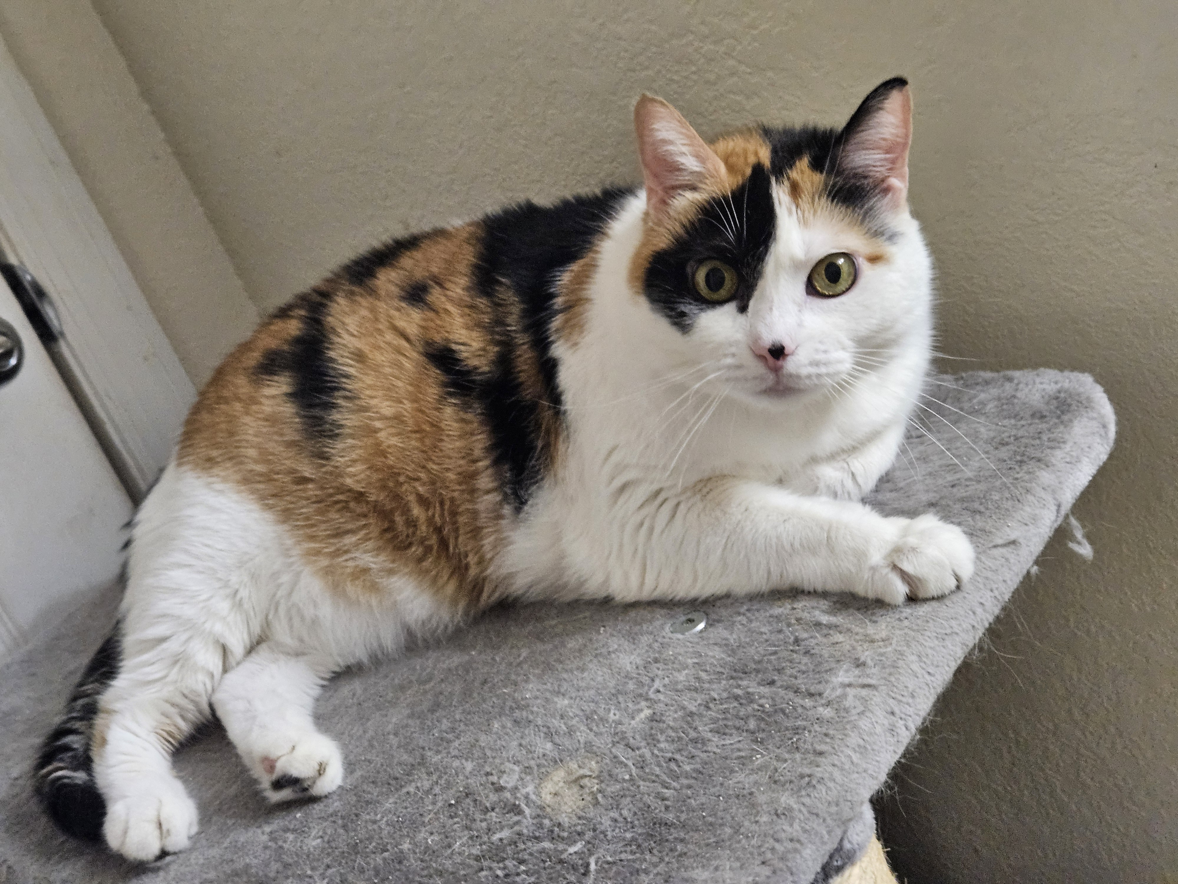 Katrina, a Adoptable Domestic Short Hair in Orlando, FL image 2/3