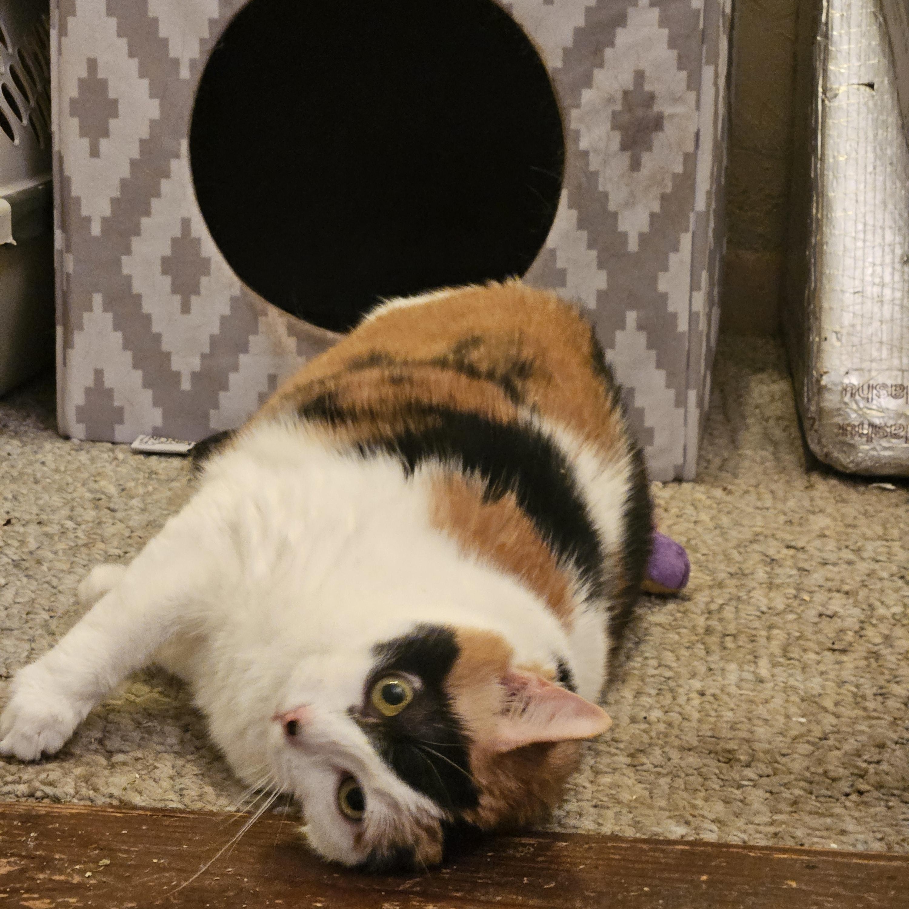 Katrina, a Adoptable Domestic Short Hair in Orlando, FL image 5/5