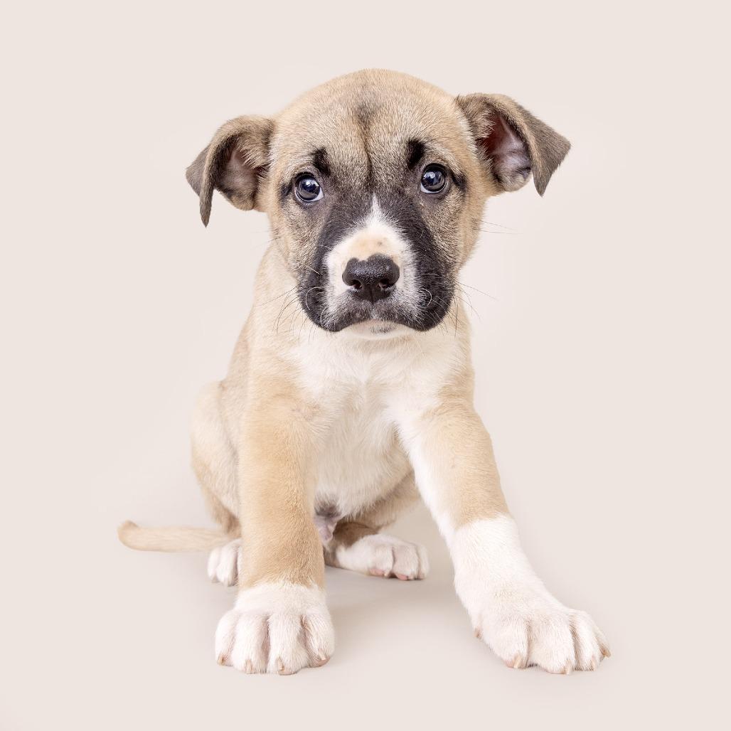 Austin, Adoptable, Puppy Male Mixed Breed & Great Pyrenees.