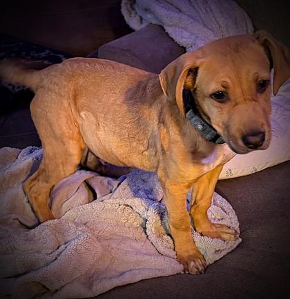 Eric Foreman, Adoptable, Young Male Mixed Breed & Mixed Breed.