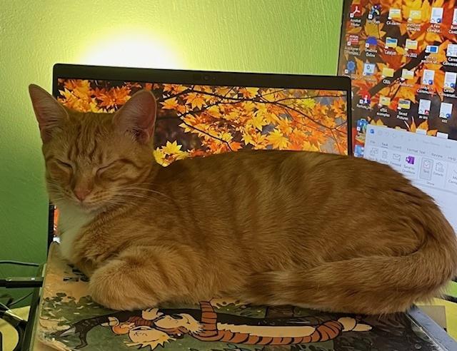 Mike, Adoptable, Kitten Male Domestic Short Hair.