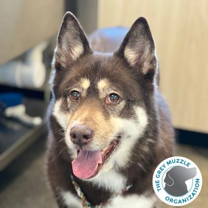 Tessie, ADOPTABLE, Adult Female Husky.