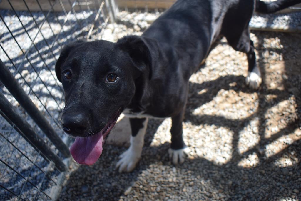 Logan (L576 P10), Adoptable, Puppy Male Labrador Retriever.