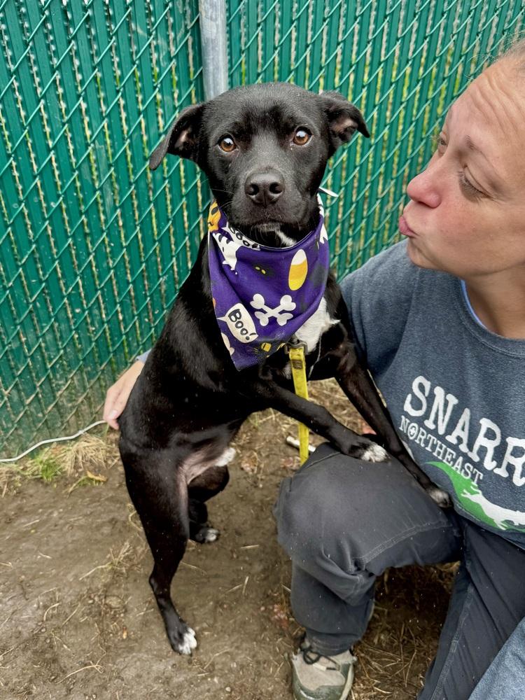 AC - Atlas — thumbnail 2