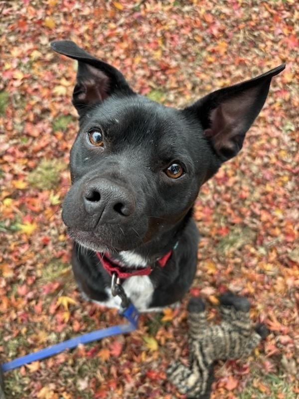 AC - Atlas — thumbnail 3