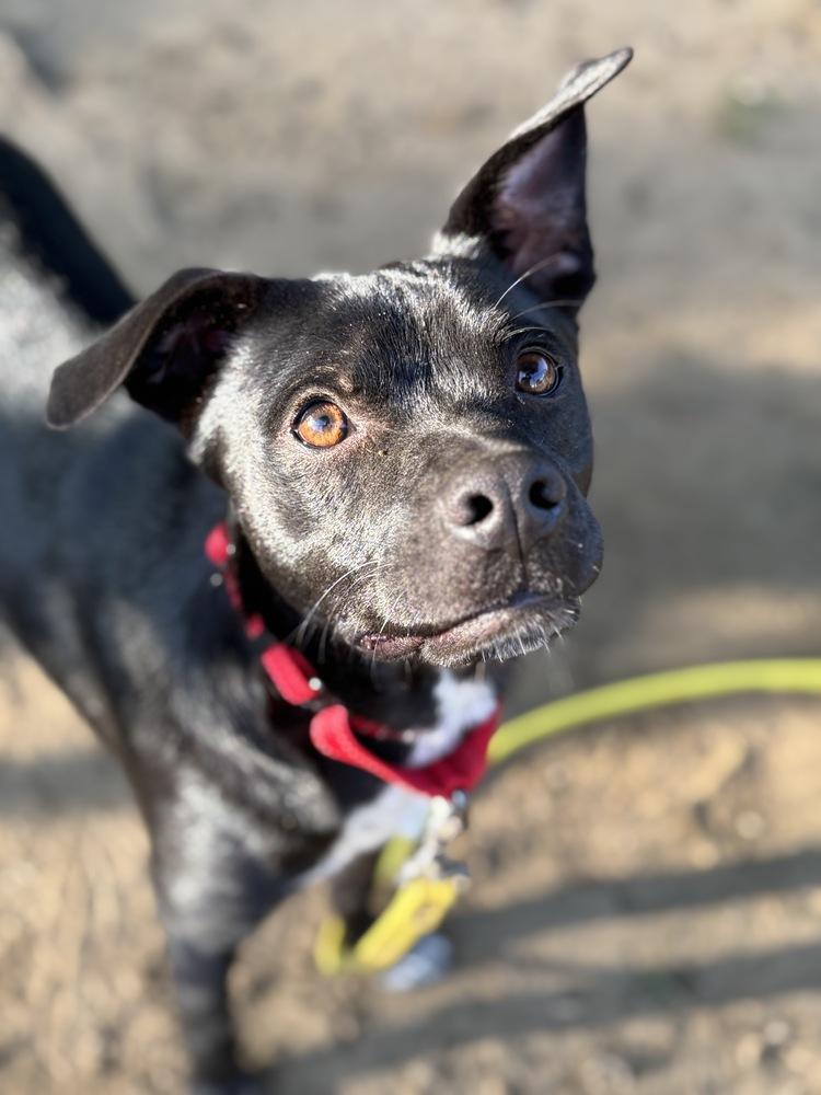 AC - Atlas — thumbnail 6