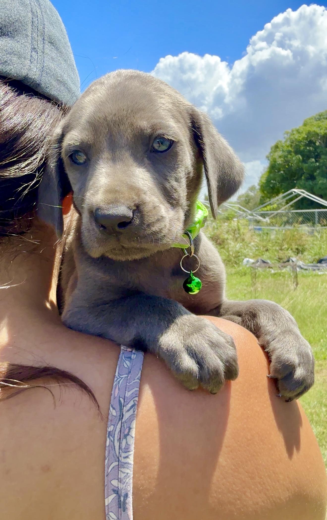 Enlarge Gordo - Blue eyed, cute & loving boy puppy, a Adoptable mixed breed in Boston, MA image 5/6
