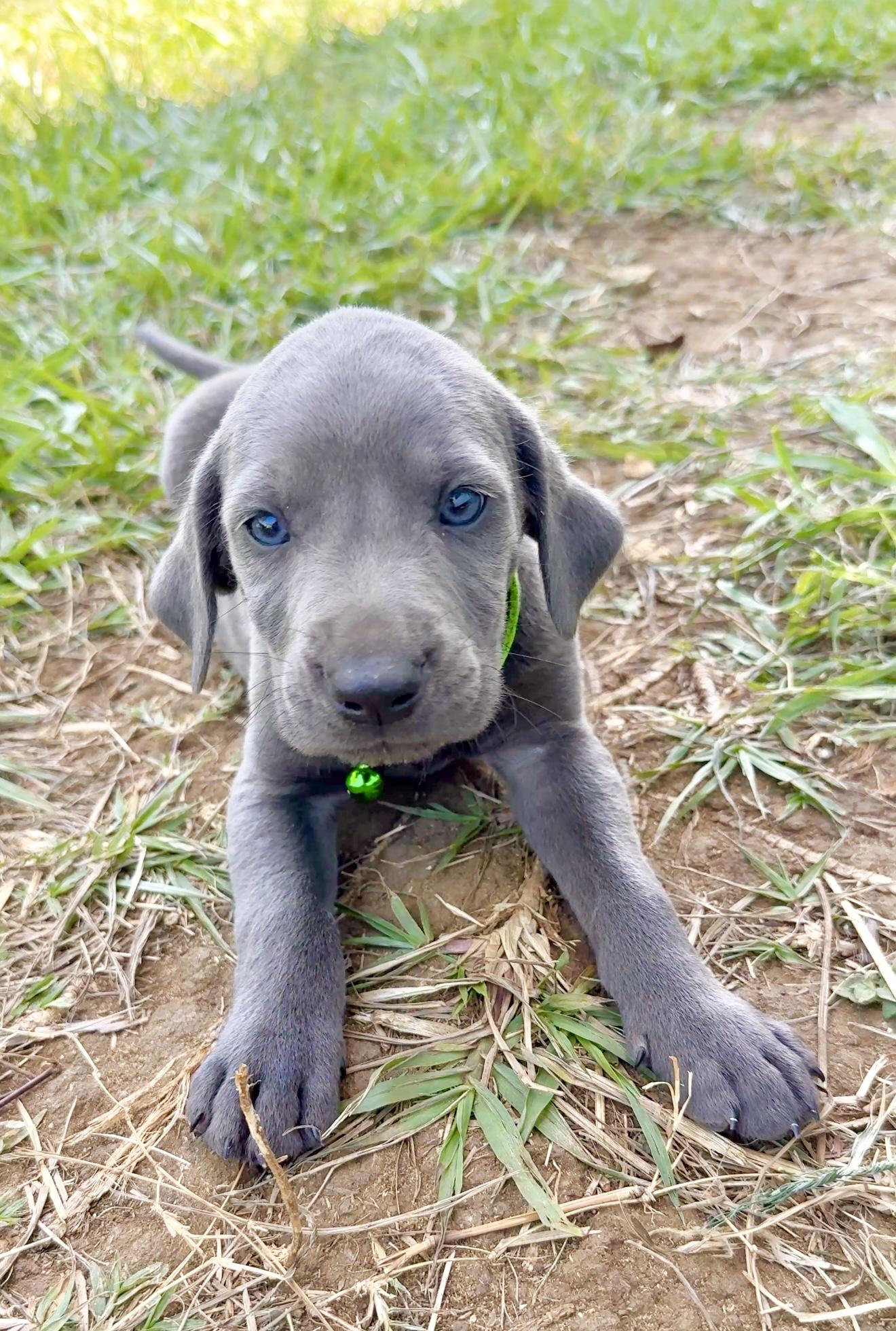 Enlarge Gordo - Blue eyed, cute & loving boy puppy, a Adoptable mixed breed in Boston, MA image 1/6