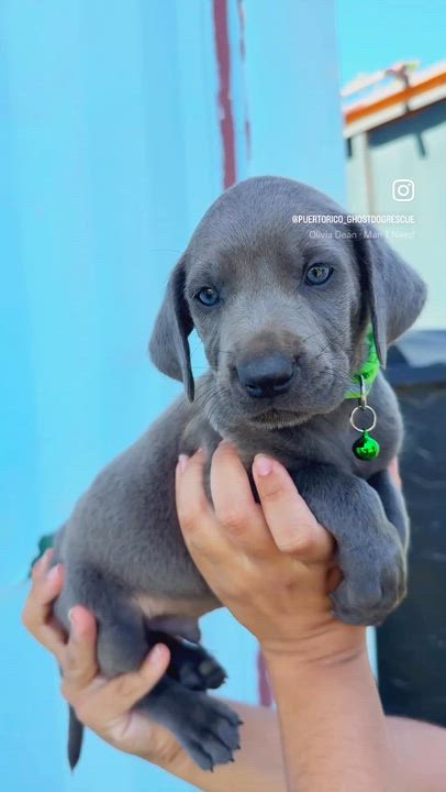 Enlarge Gordo - Blue eyed, cute & loving boy puppy, a Adoptable mixed breed in Boston, MA video 2/6