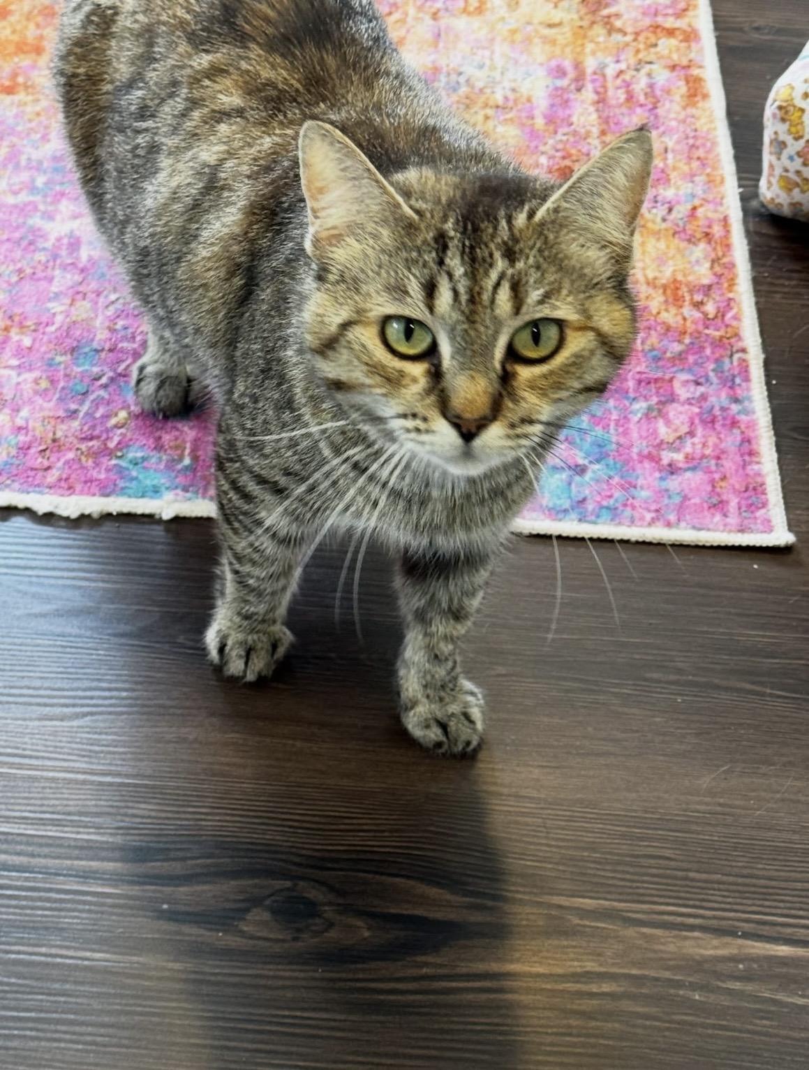 Enlarge Cami, a Adopted Domestic Short Hair in Belmont, NC image 4/4