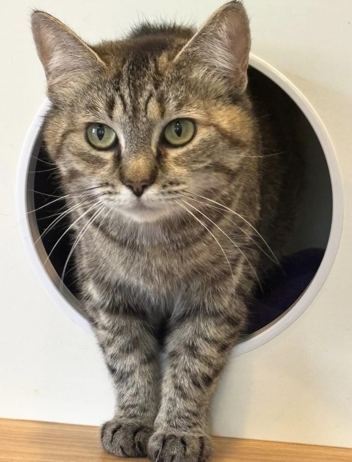 Enlarge Cami, a Adopted Domestic Short Hair in Belmont, NC image 1/4