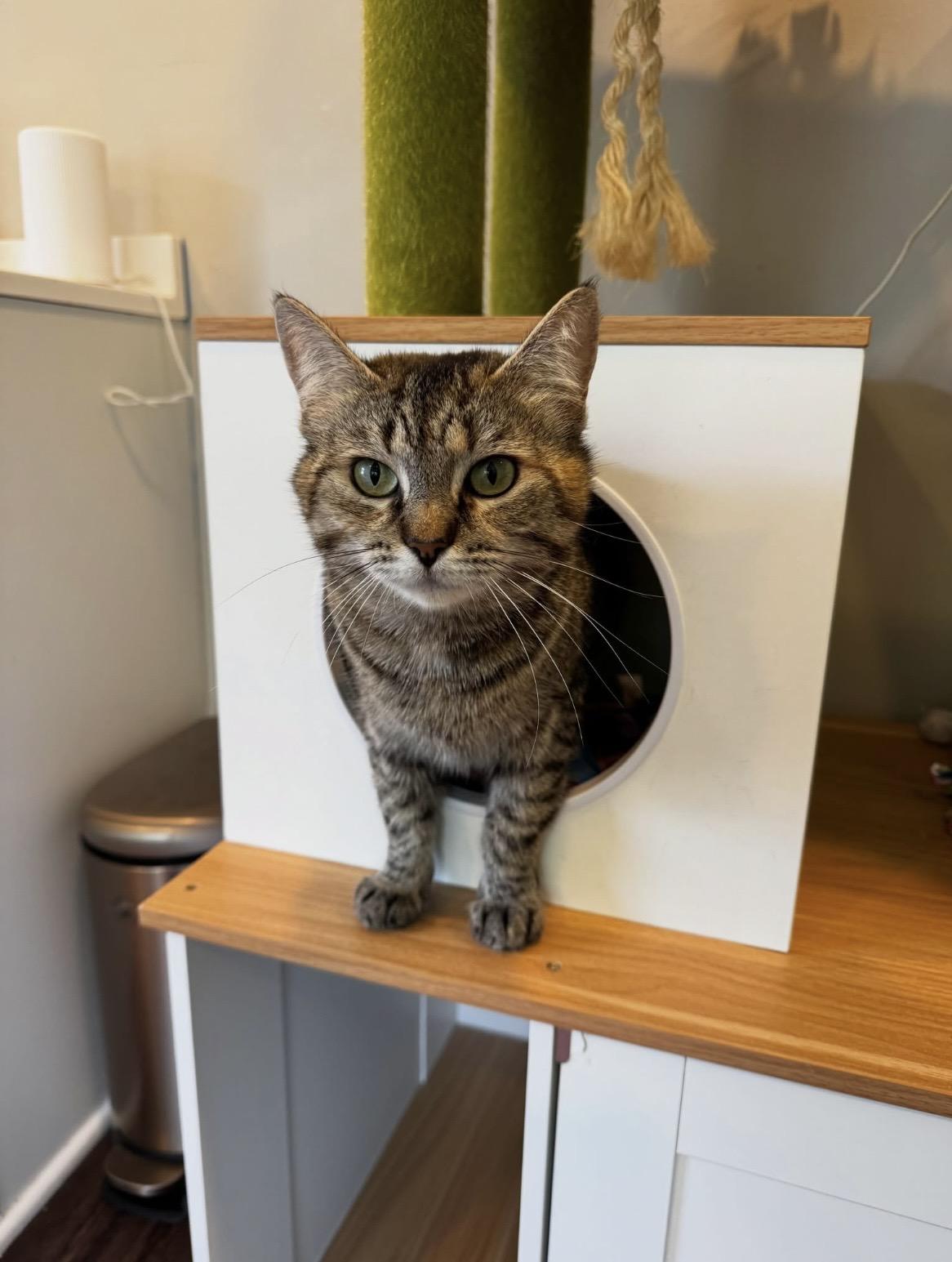Enlarge Cami, a Adopted Domestic Short Hair in Belmont, NC image 3/4
