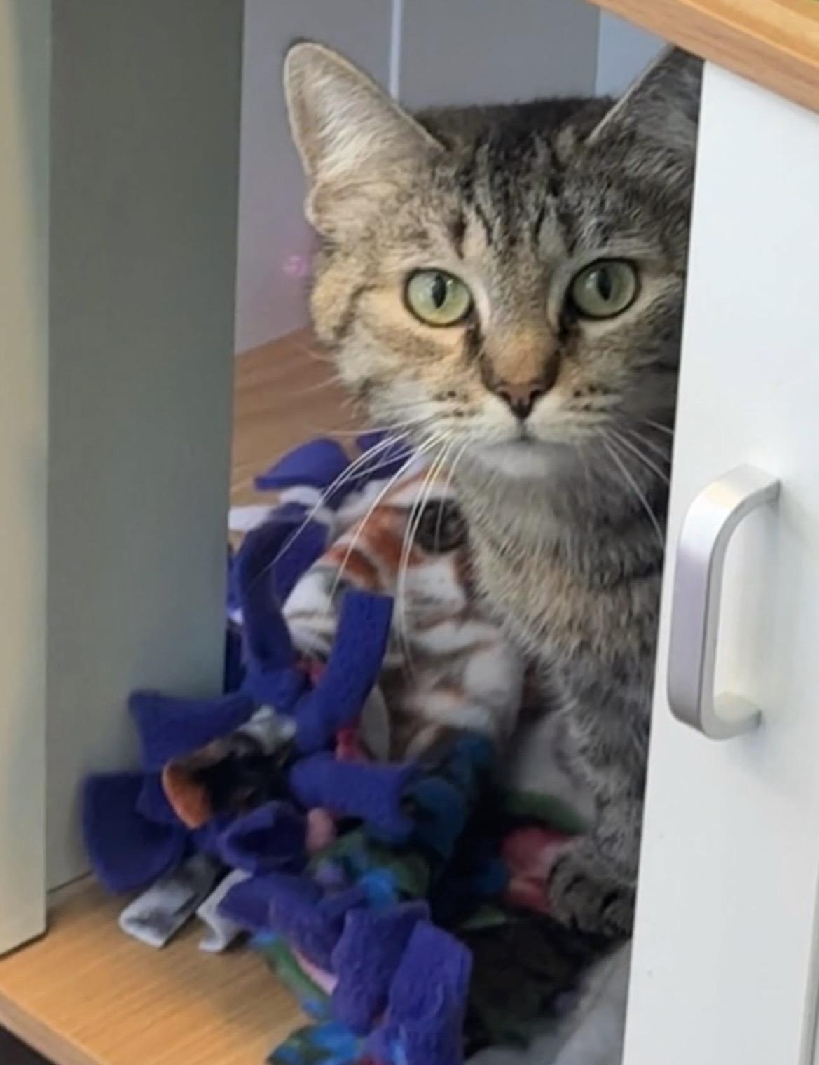 Enlarge Cami, a Adopted Domestic Short Hair in Belmont, NC image 2/4