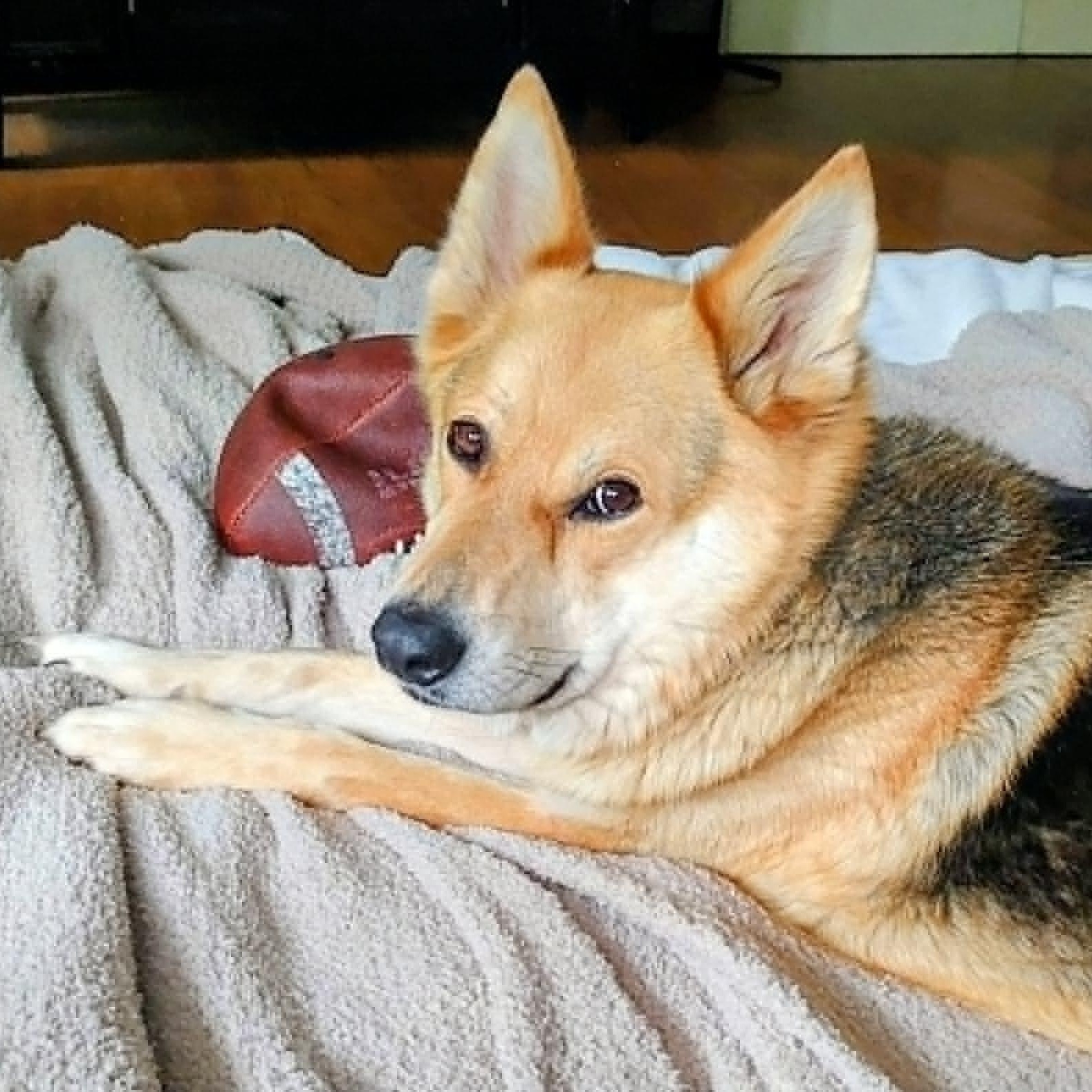 Wolfie, ADOPTABLE, Adult Female German Shepherd Dog & Golden Retriever.