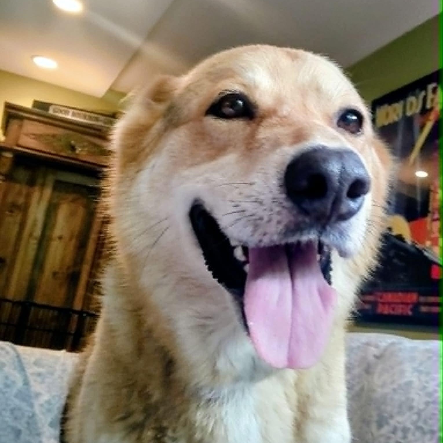 Wolfie, a ADOPTABLE mixed breed in North Jackson, OH image 3/4