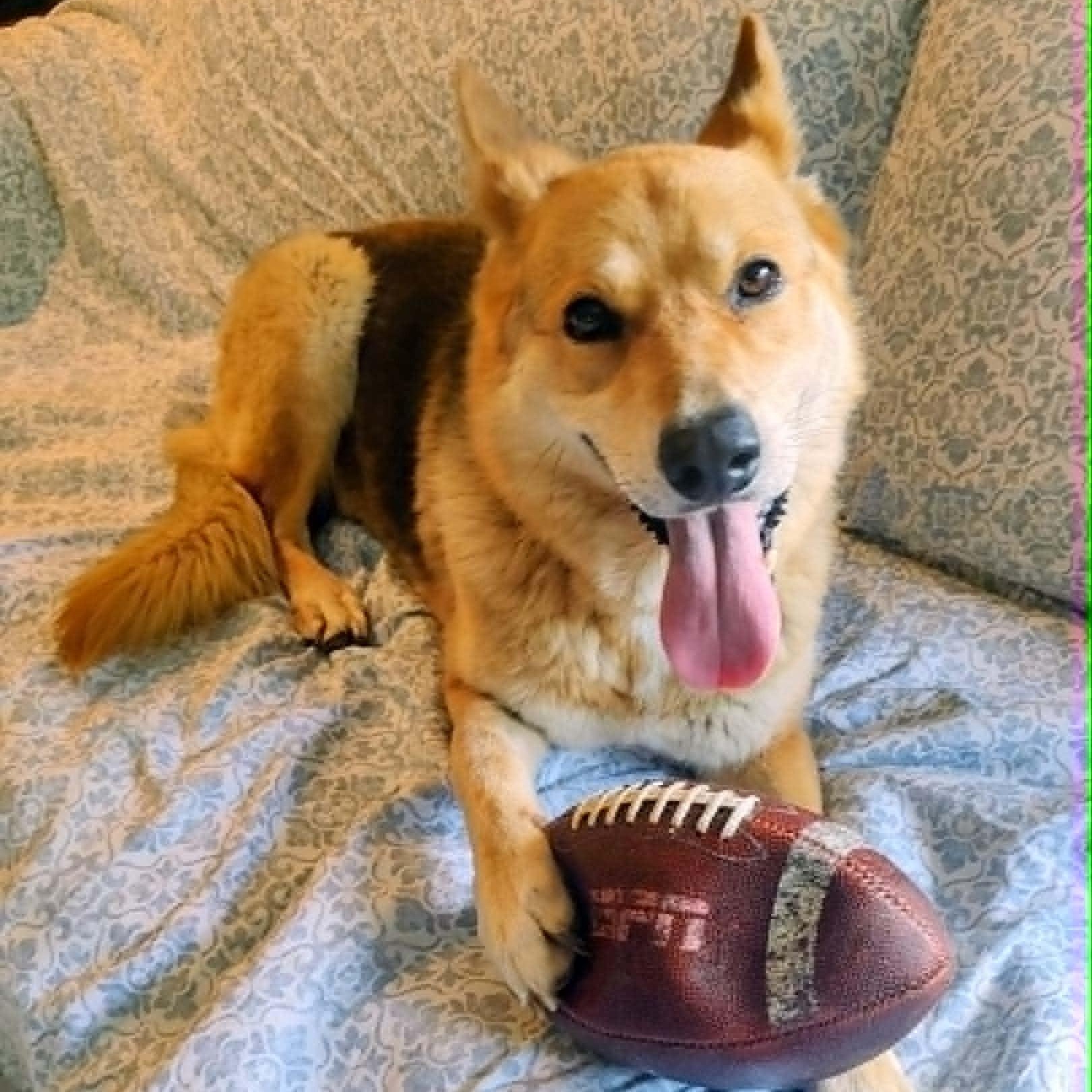 Wolfie, a ADOPTABLE mixed breed in North Jackson, OH image 4/4