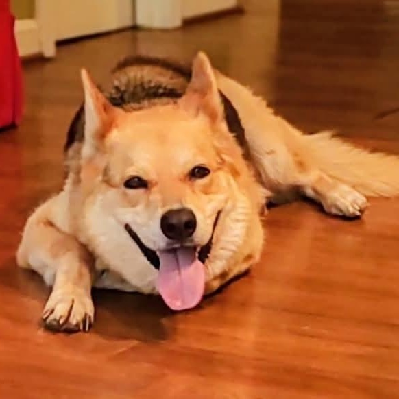Wolfie, a ADOPTABLE mixed breed in North Jackson, OH image 2/4
