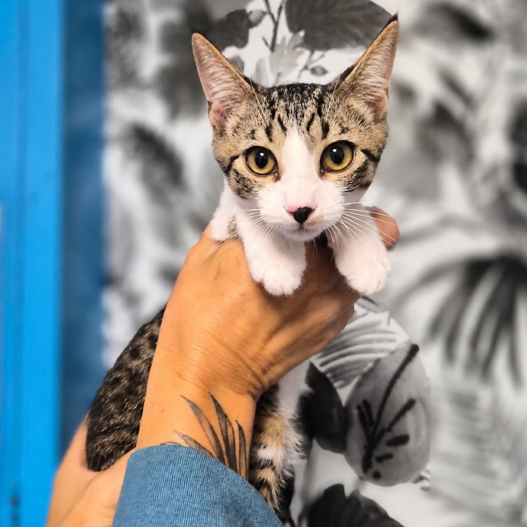 Tandoori, Adoptable, Kitten Male Domestic Short Hair.